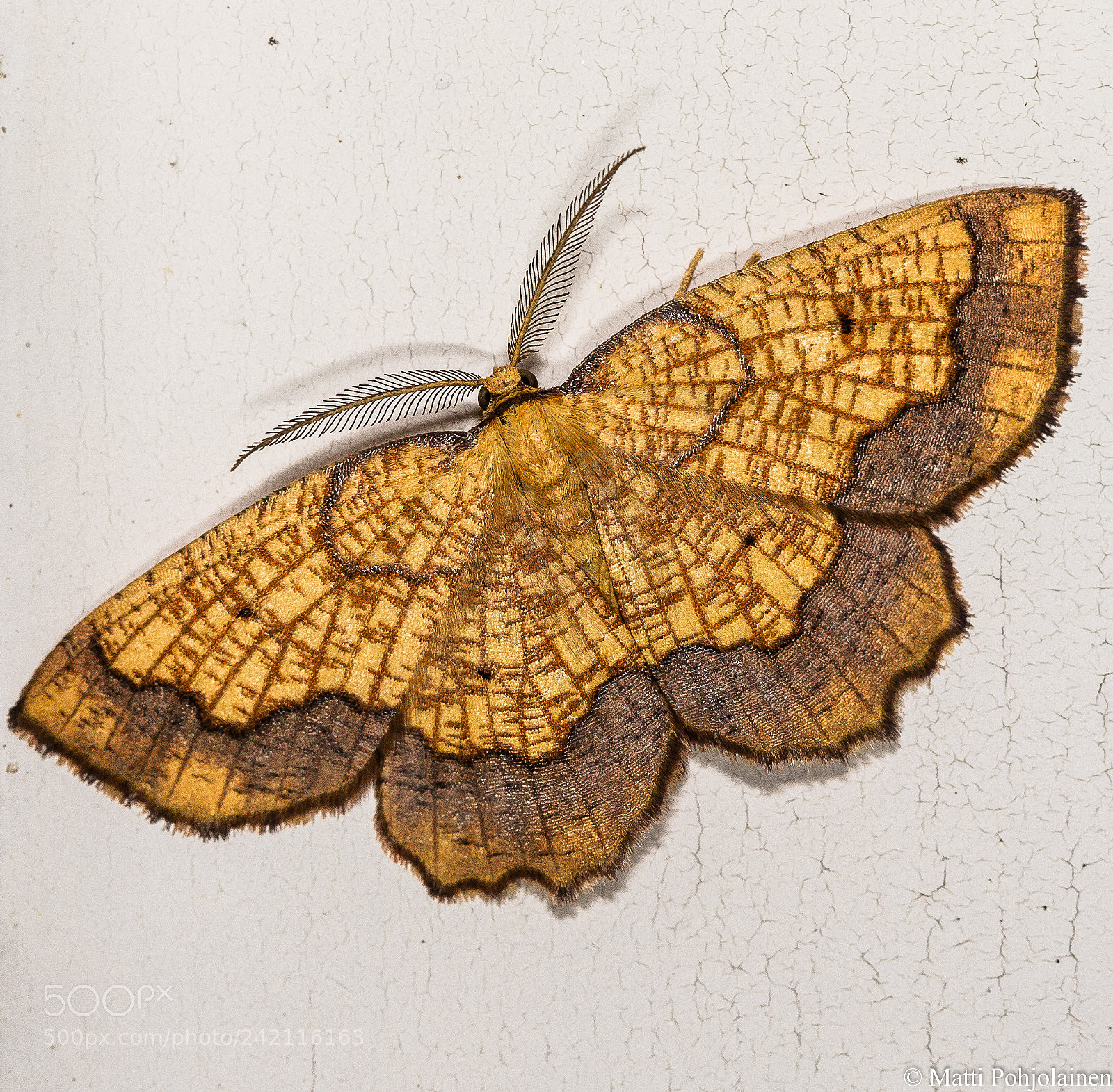 Canon EOS 7D Mark II sample photo. Butterfly photography