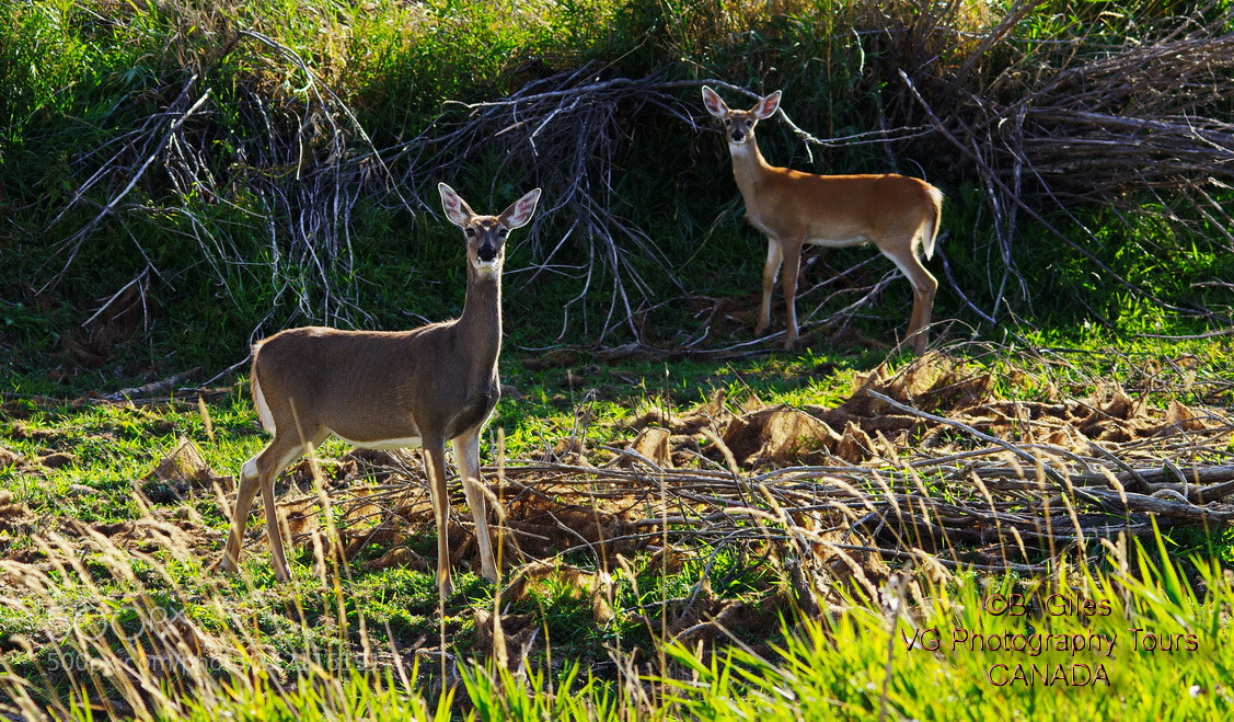 Pentax K-5 IIs sample photo. White tail morning photography