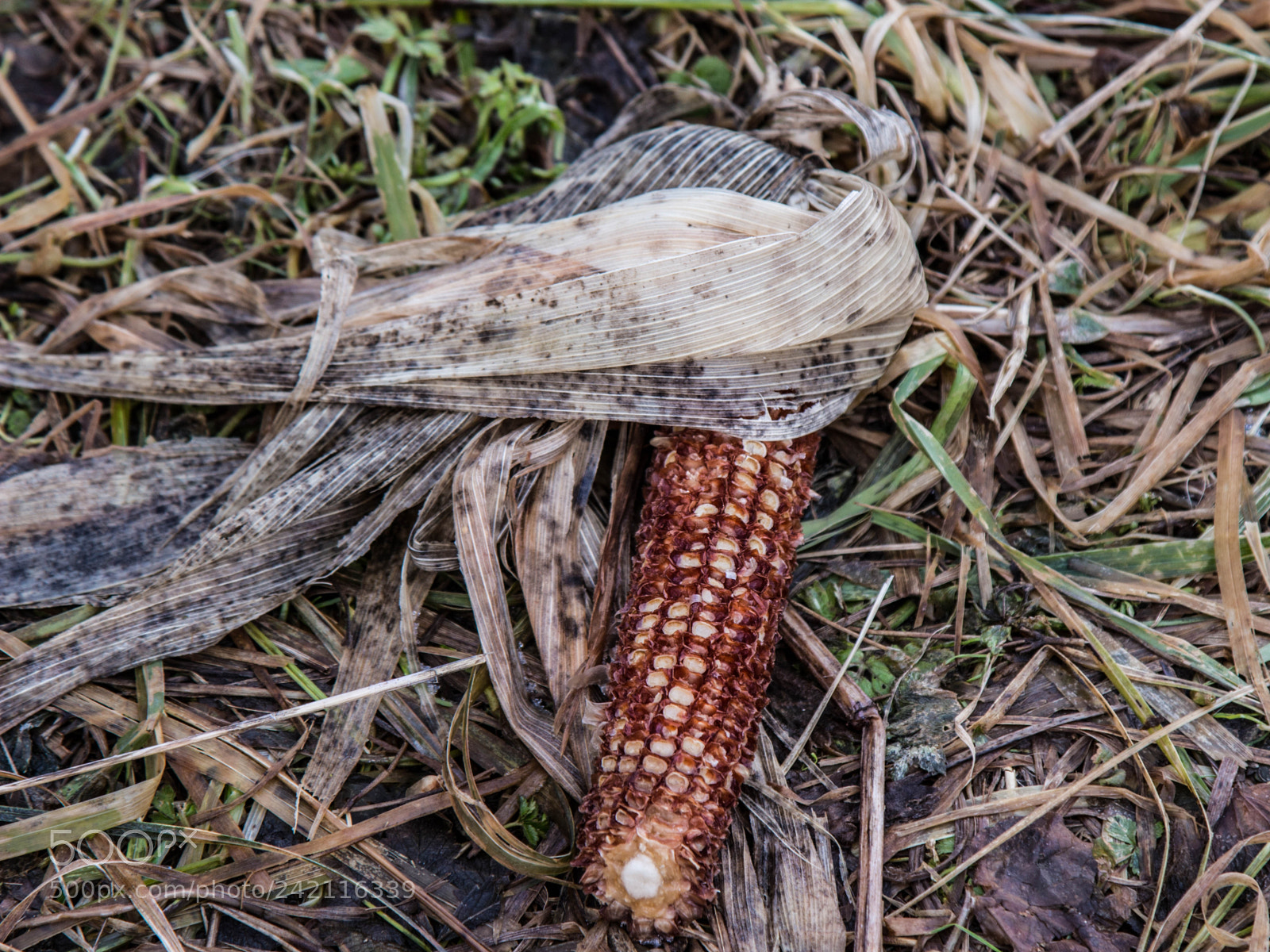 Canon EOS 100D (EOS Rebel SL1 / EOS Kiss X7) sample photo. Stripped cob photography