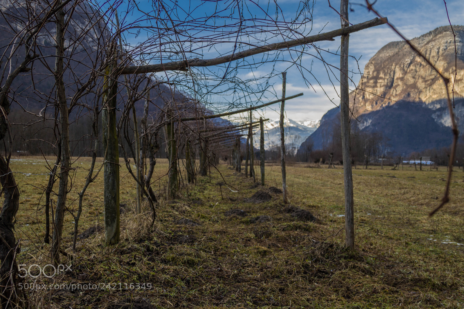 Canon EOS 100D (EOS Rebel SL1 / EOS Kiss X7) sample photo. Leading vineyard photography