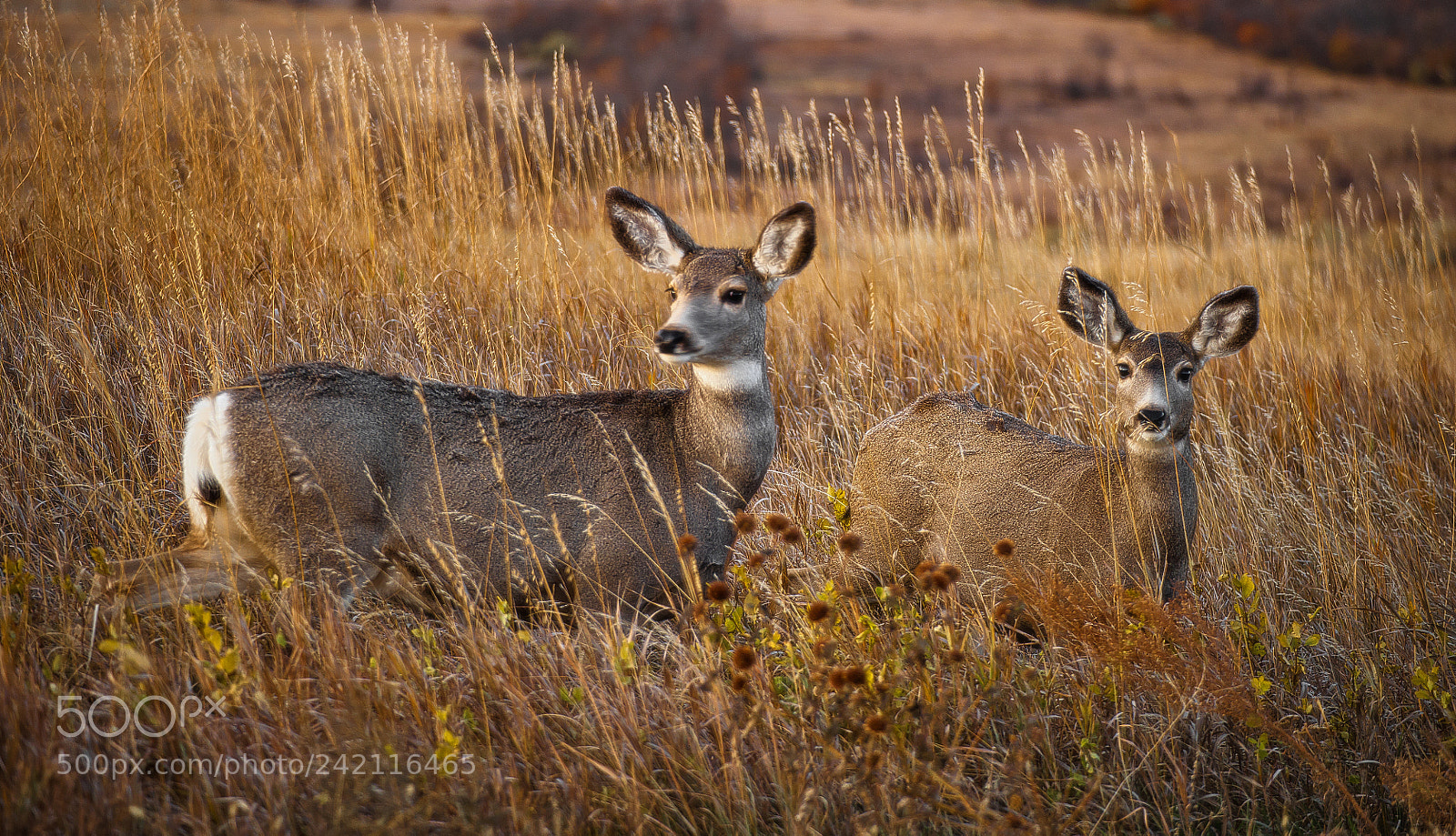 Nikon D700 sample photo. On alert photography