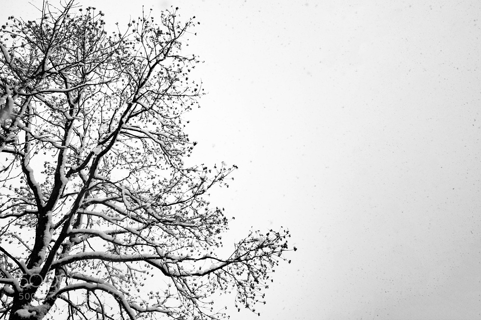 Sony SLT-A58 sample photo. Snow photography