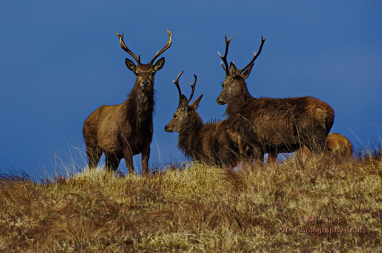 Pentax K-5 IIs sample photo. Spring stags photography