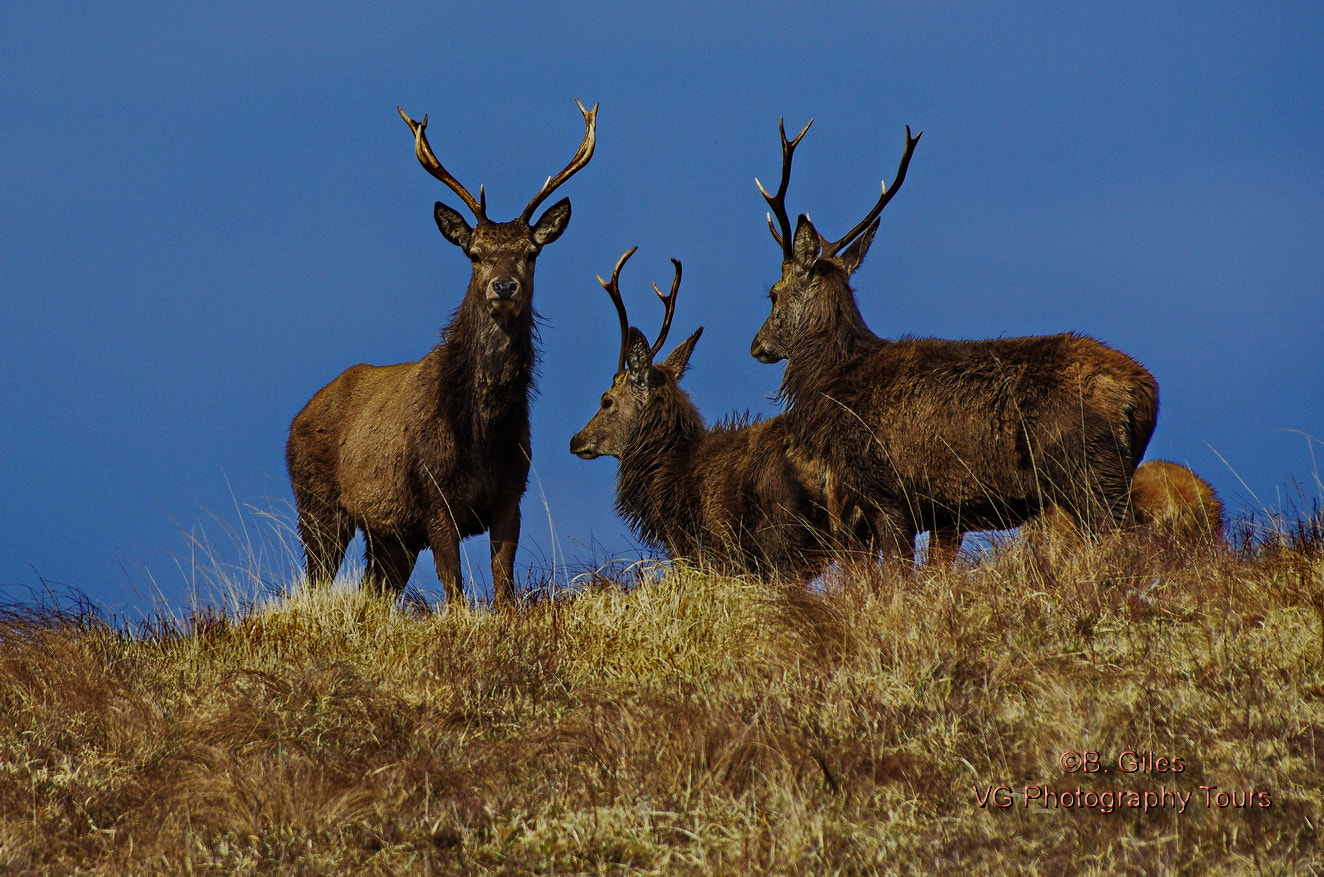 Pentax smc DA* 60-250mm F4.0 ED (IF) SDM sample photo. Spring stags photography