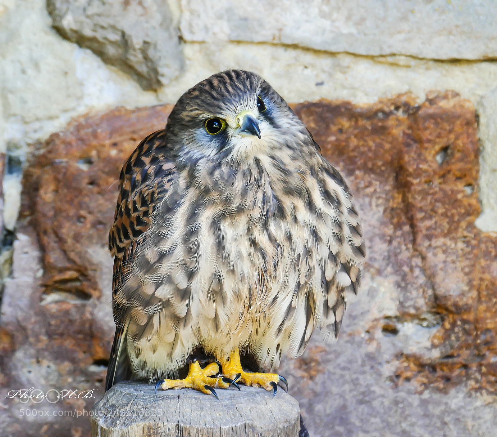 Panasonic Lumix DMC-FZ1000 sample photo. Junger falke - young photography