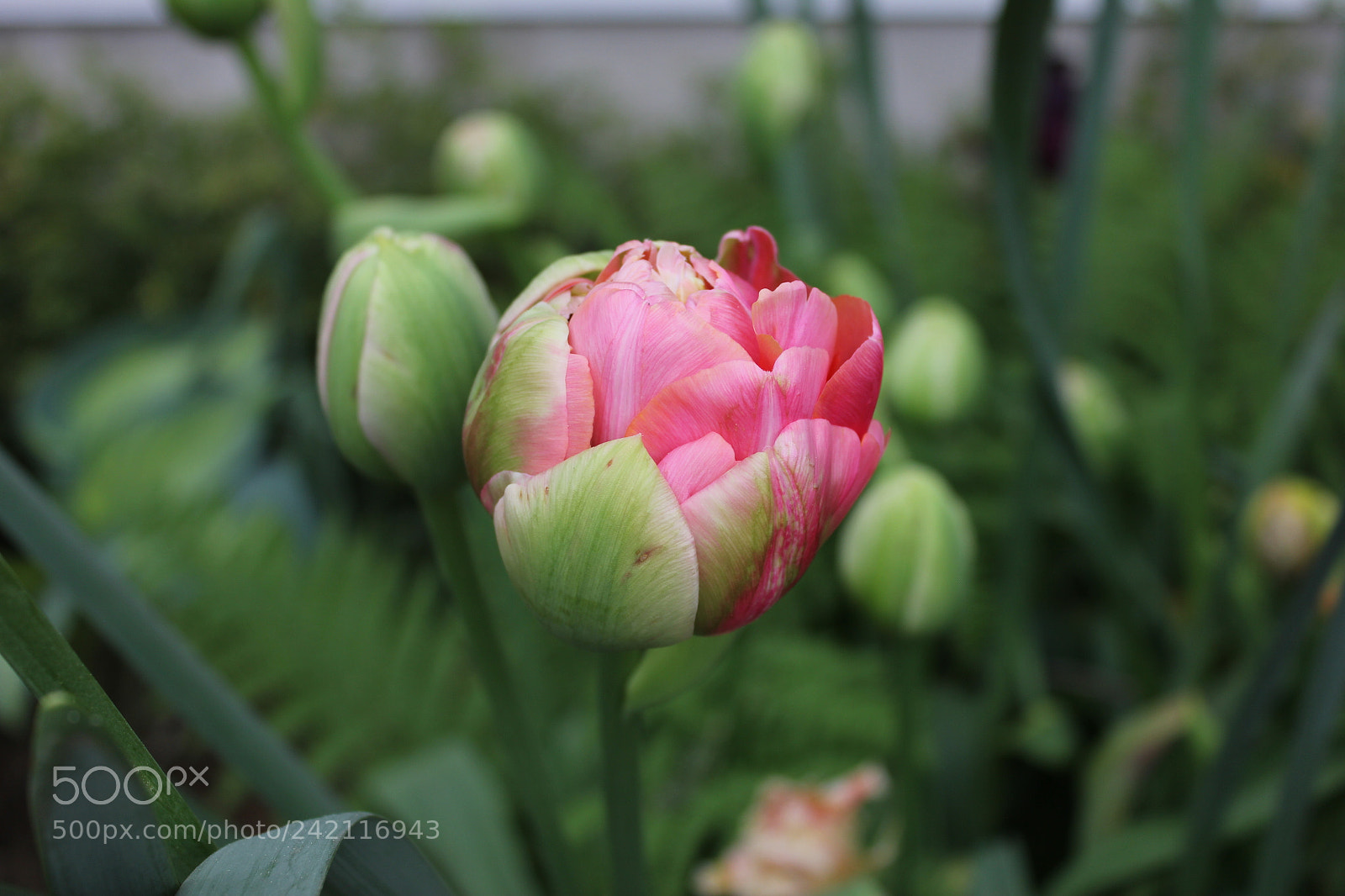 Canon EF-S 18-55mm F3.5-5.6 IS sample photo. Tulips edward's gardens, toronto photography