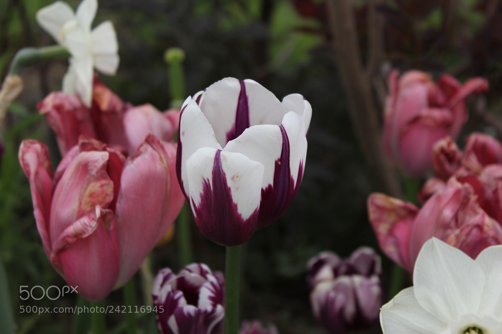 Canon EF-S 18-55mm F3.5-5.6 IS sample photo. Tulips edward's gardens, toronto photography