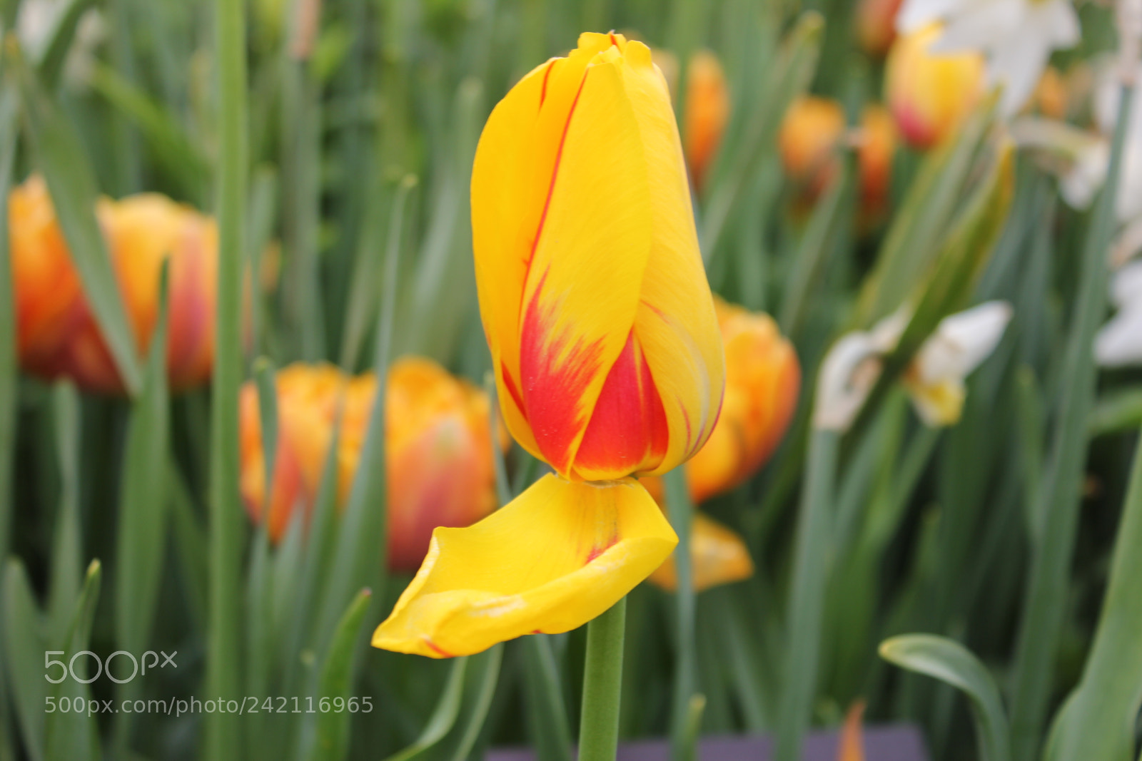 Canon EF-S 18-55mm F3.5-5.6 IS sample photo. Tulips edward's gardens, toronto photography