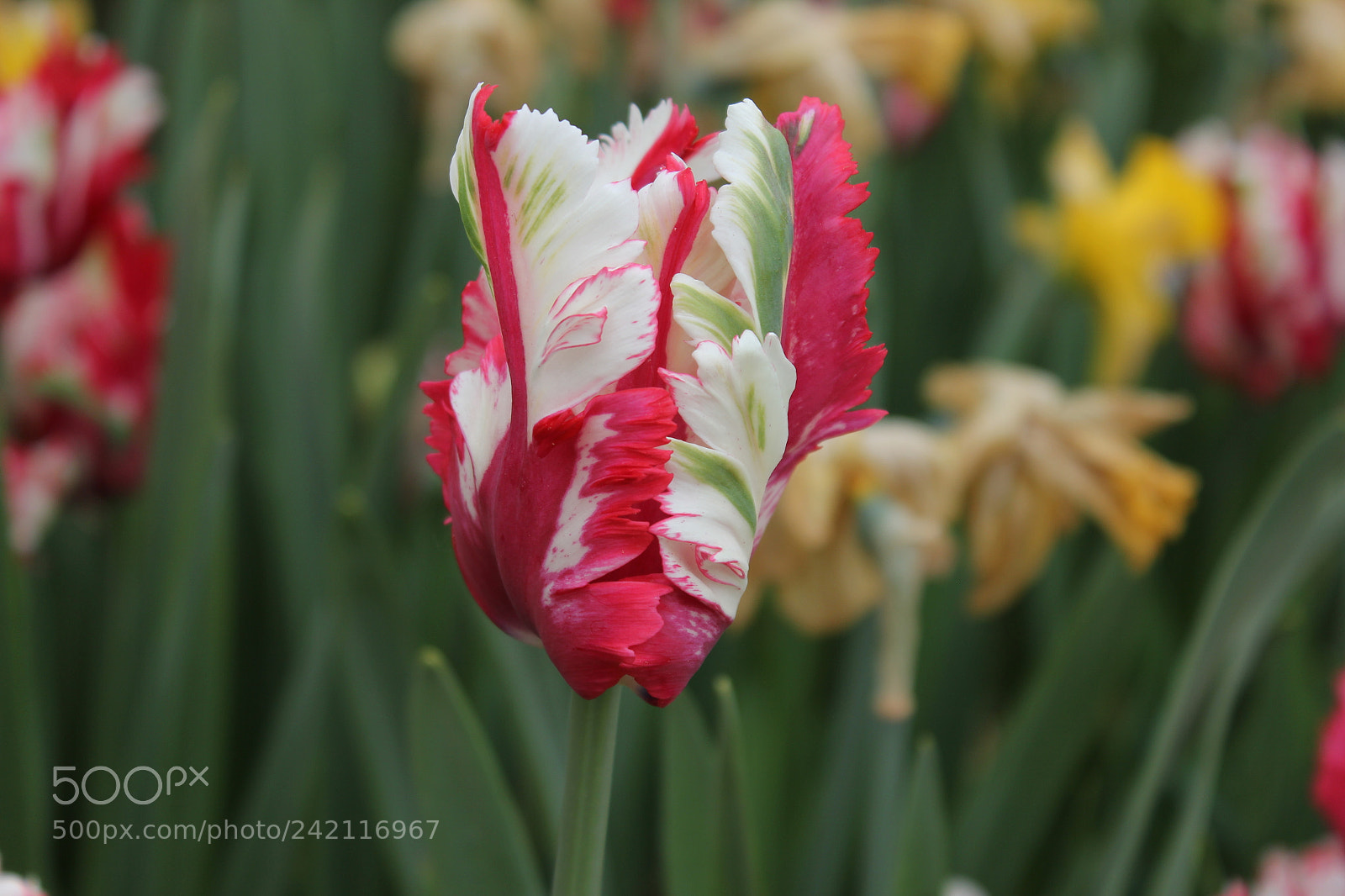 Canon EF-S 18-55mm F3.5-5.6 IS sample photo. Tulips edward's gardens, toronto photography