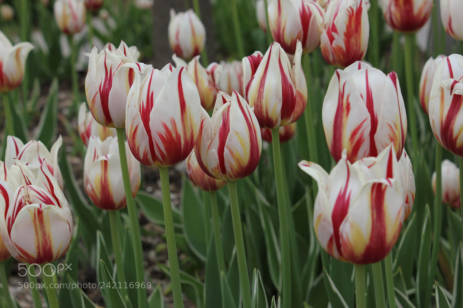 Canon EF-S 18-55mm F3.5-5.6 IS sample photo. Tulips edward's gardens, toronto photography