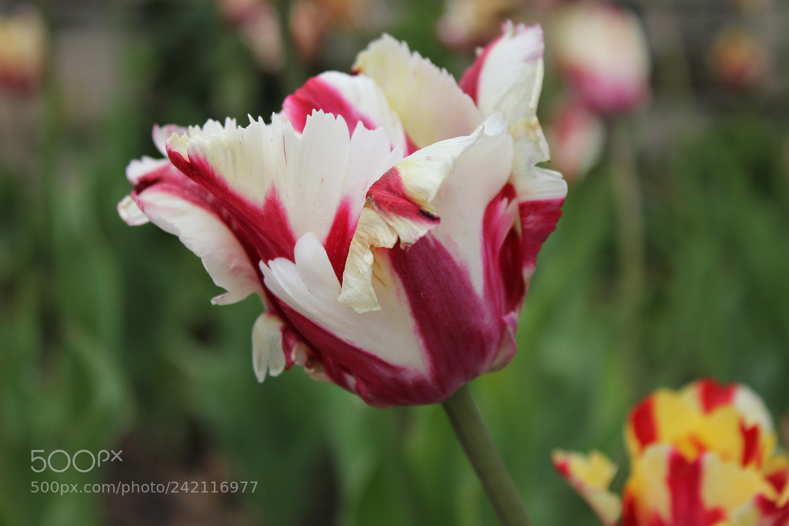 Canon EF-S 18-55mm F3.5-5.6 IS sample photo. Tulips edward's gardens, toronto photography