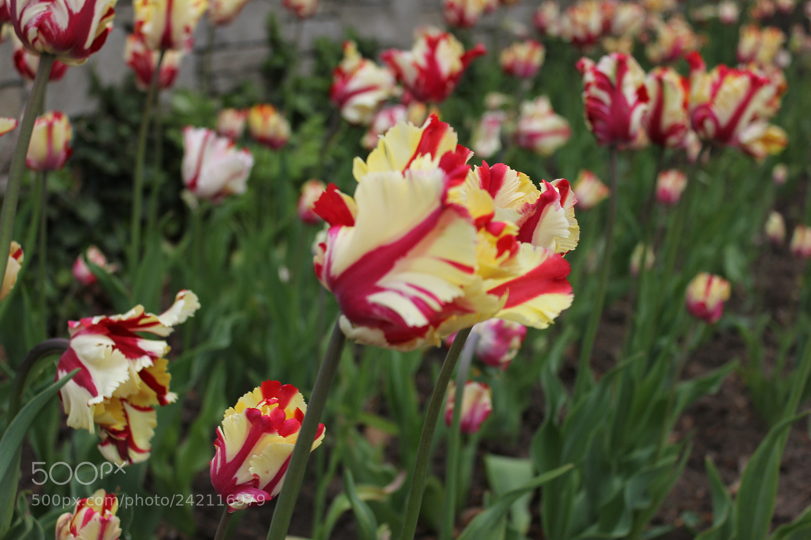 Canon EF-S 18-55mm F3.5-5.6 IS sample photo. Tulips edward's gardens, toronto photography