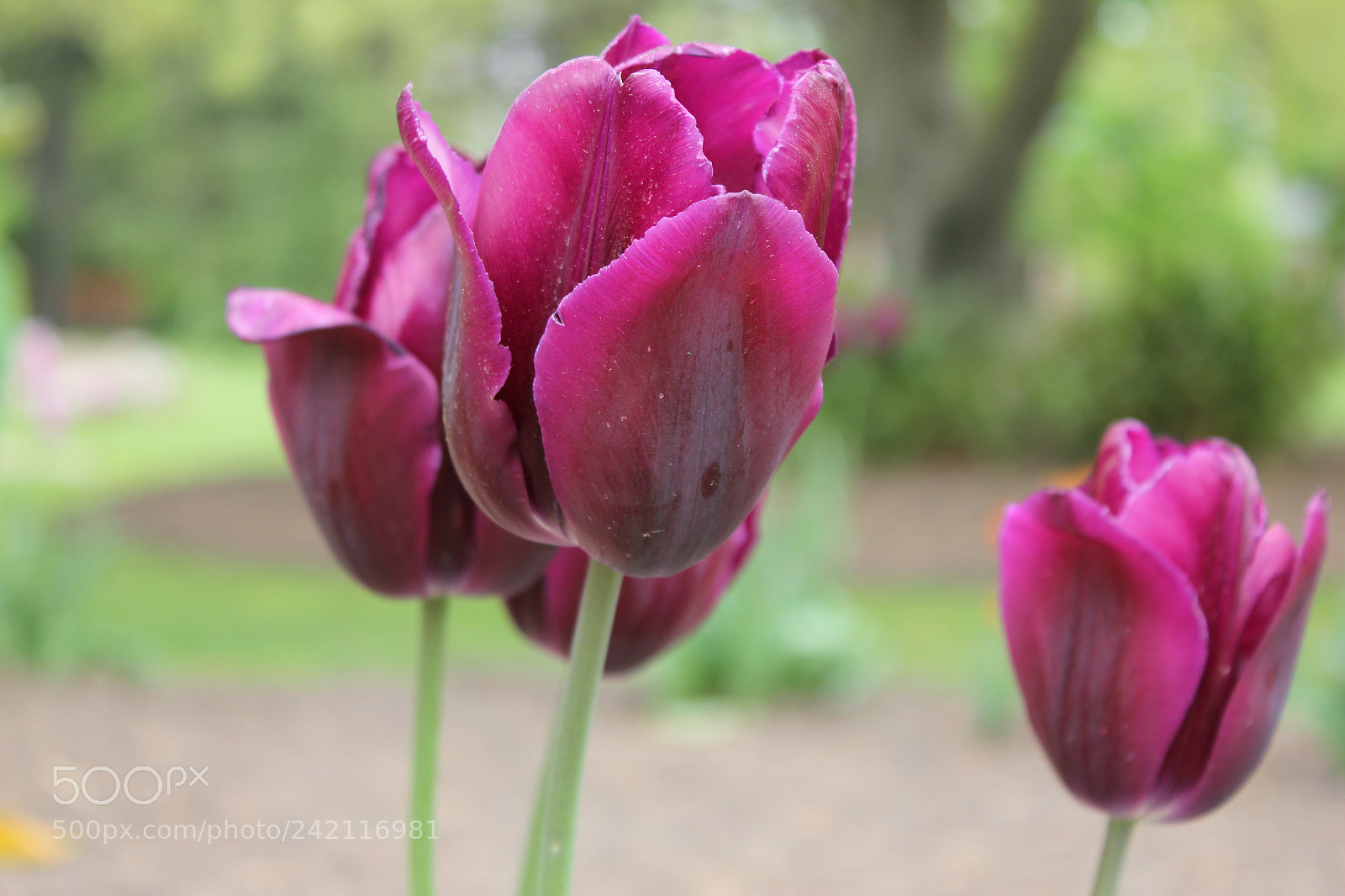 Canon EF-S 18-55mm F3.5-5.6 IS sample photo. Tulips edward's gardens, toronto photography