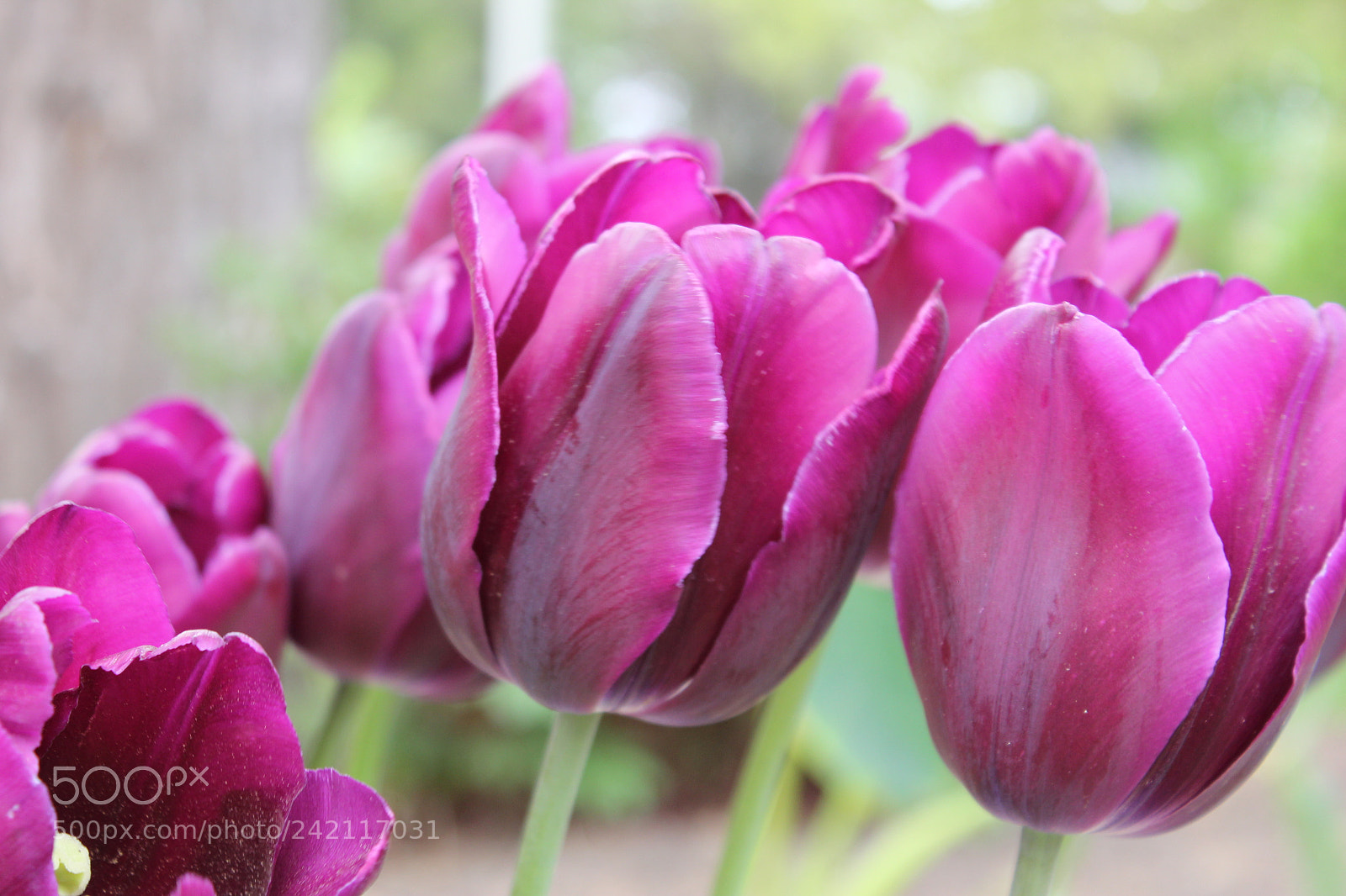 Canon EF-S 18-55mm F3.5-5.6 IS sample photo. Tulips edward's gardens, toronto photography