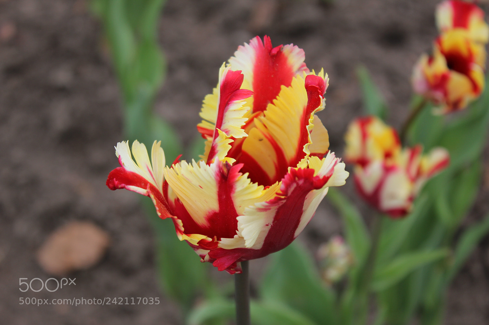 Canon EF-S 18-55mm F3.5-5.6 IS sample photo. Tulips edward's gardens, toronto photography