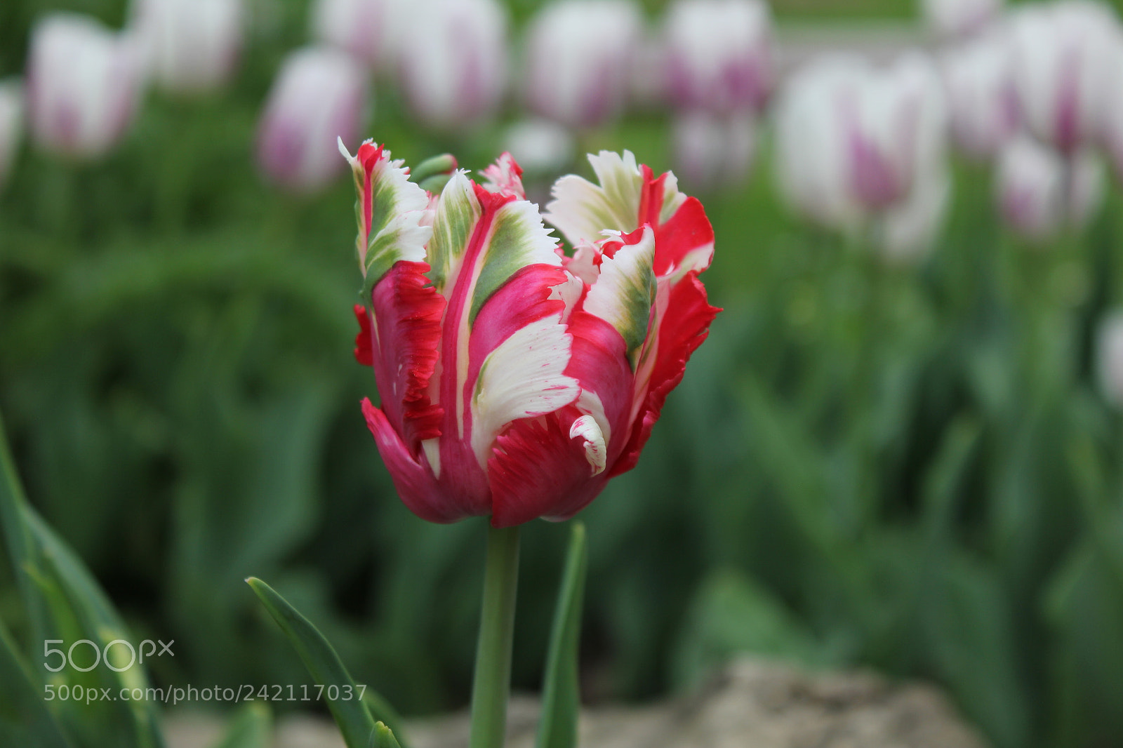 Canon EF-S 18-55mm F3.5-5.6 IS sample photo. Tulips edward's gardens, toronto photography