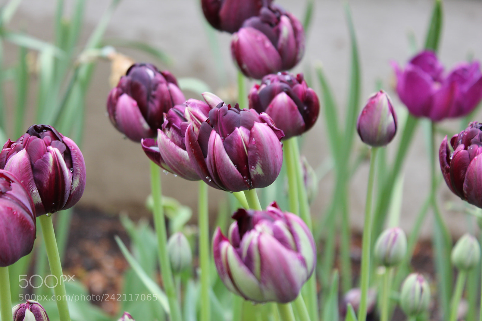 Canon EF-S 18-55mm F3.5-5.6 IS sample photo. Tulips edward's gardens, toronto photography