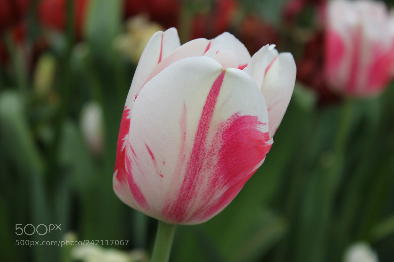 Canon EF-S 18-55mm F3.5-5.6 IS sample photo. Tulips edward's gardens, toronto photography