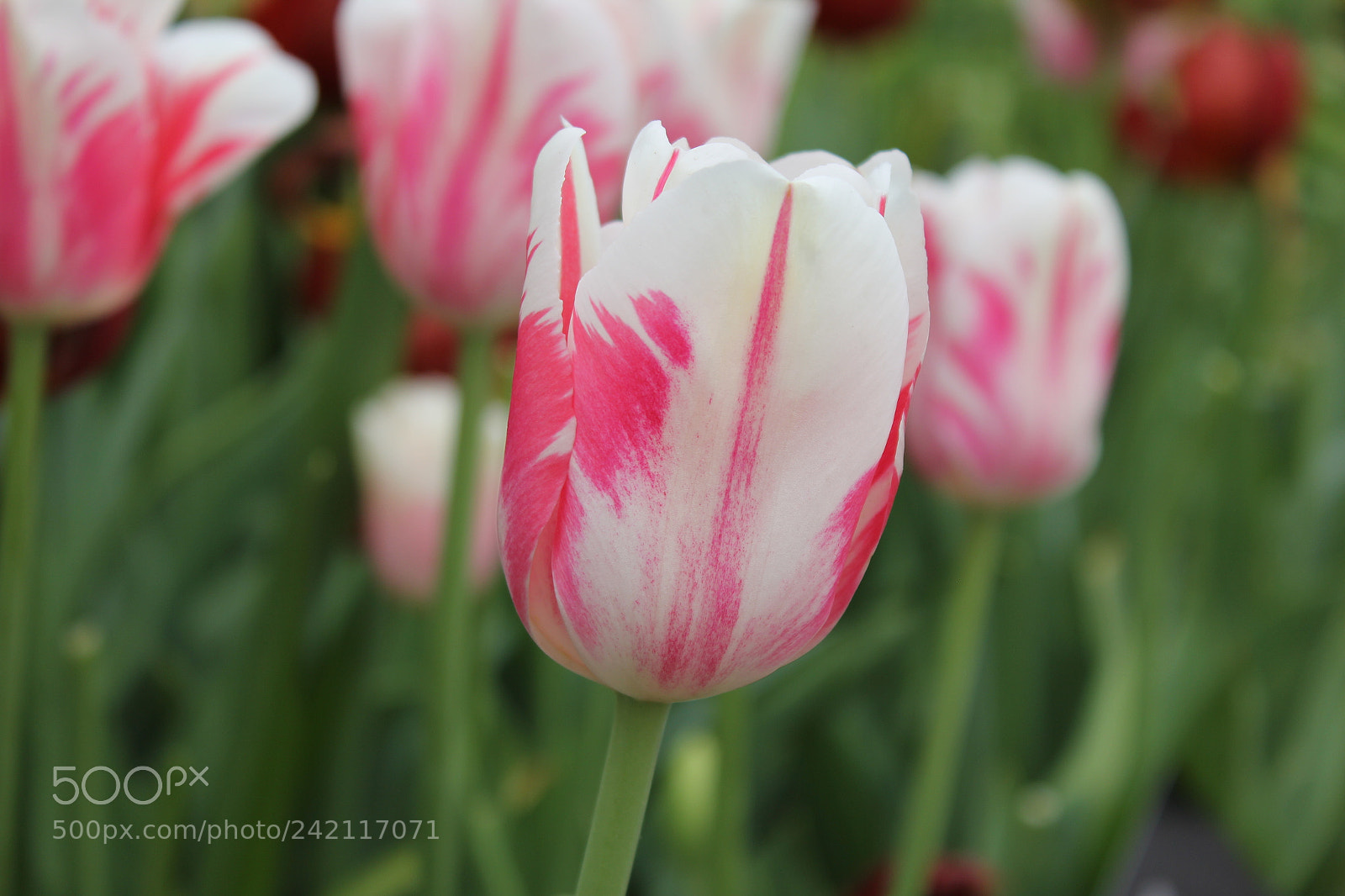 Canon EF-S 18-55mm F3.5-5.6 IS sample photo. Tulips edward's gardens, toronto photography