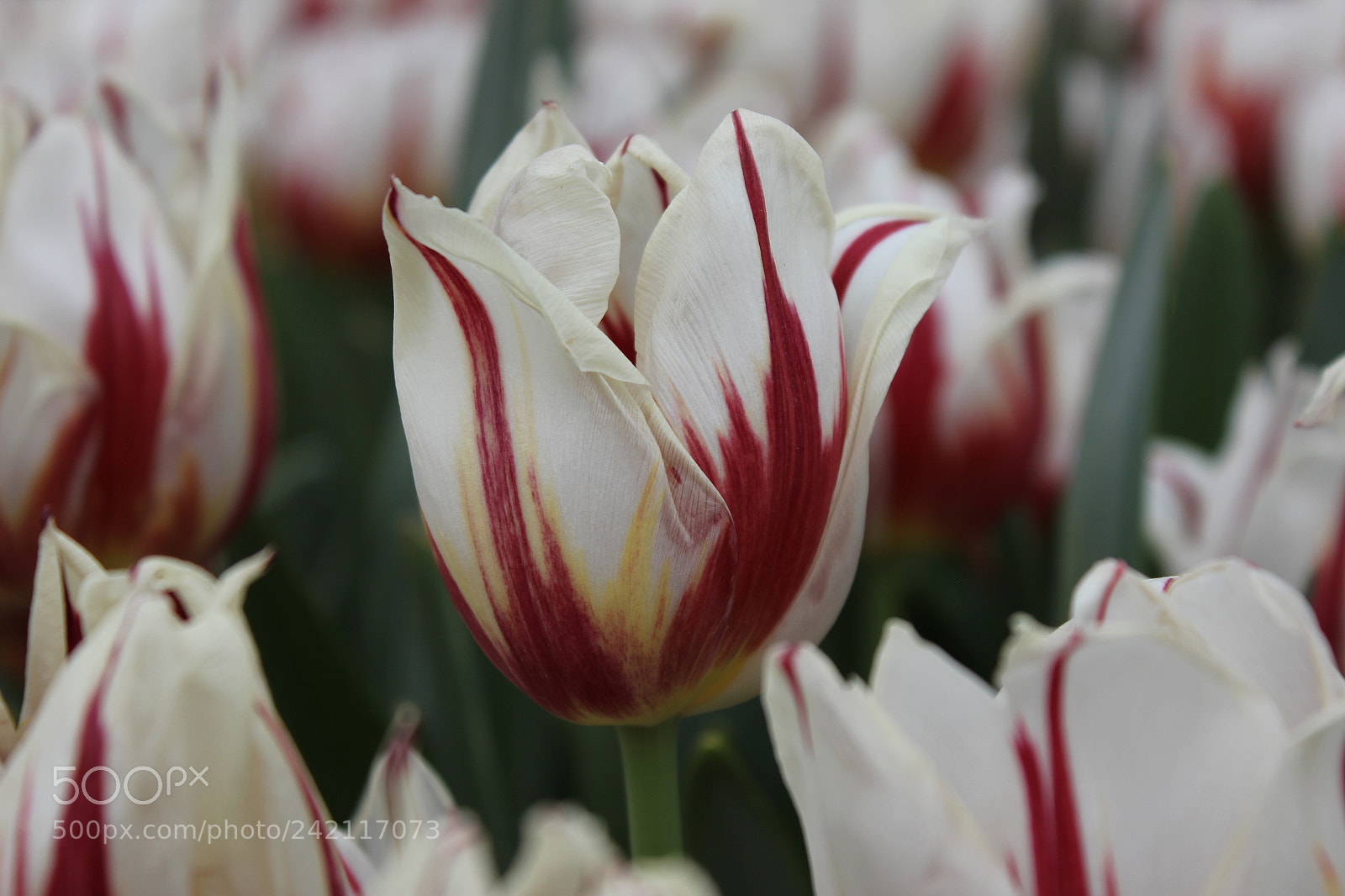 Canon EF-S 18-55mm F3.5-5.6 IS sample photo. Tulips edward's gardens, toronto photography