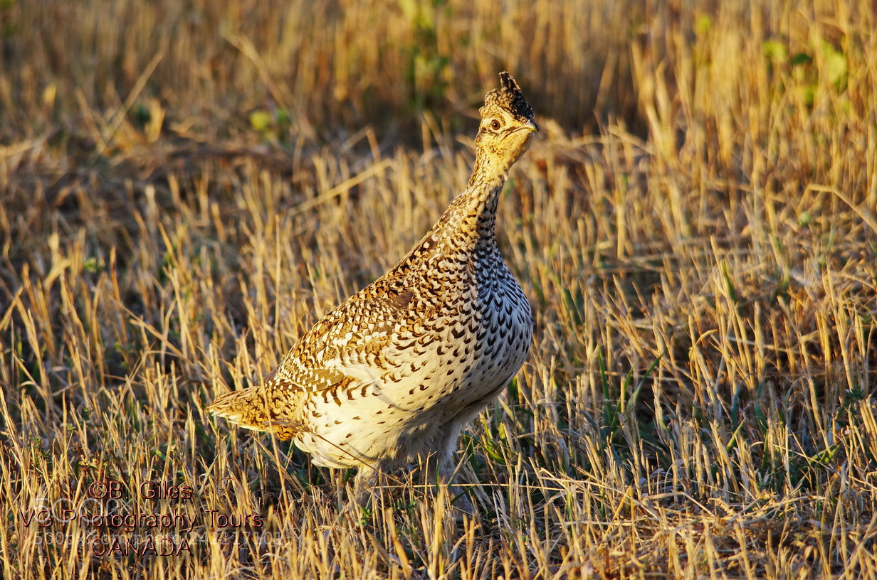 Pentax K-5 IIs sample photo. Sharp tailed grouse photography
