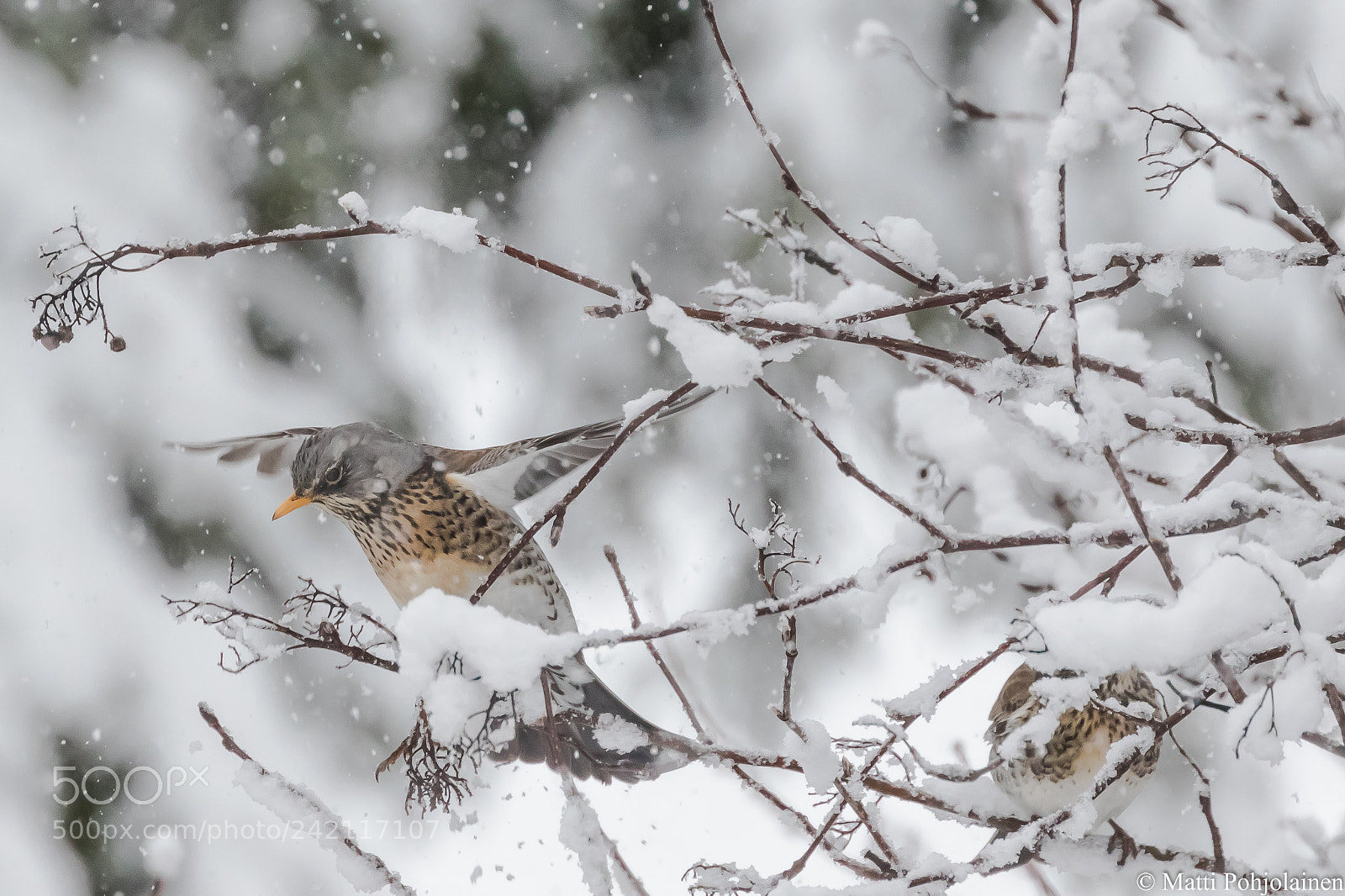Canon EOS 7D Mark II sample photo. Bird and snow photography