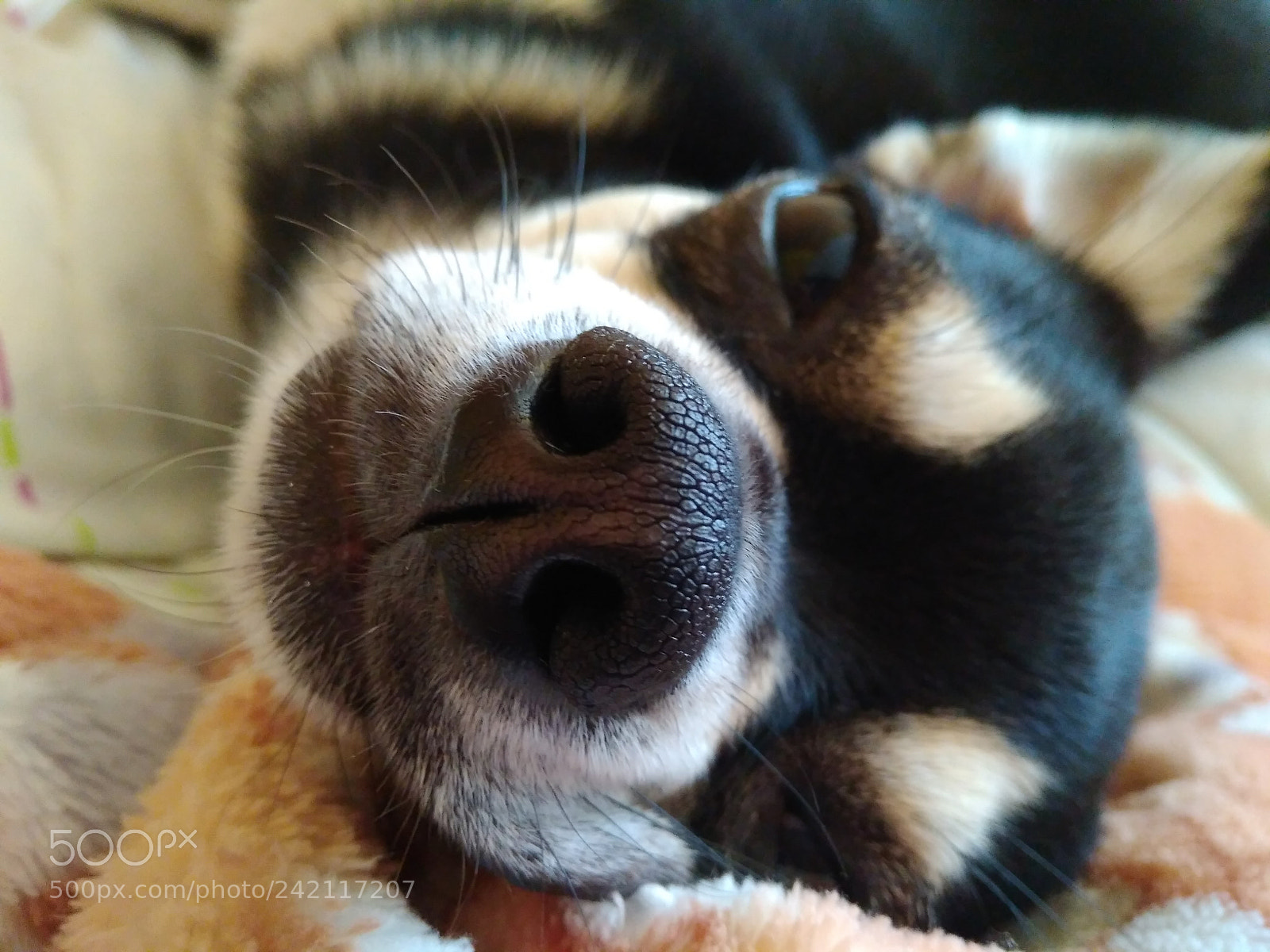 Xiaomi Redmi 4 Pro sample photo. Sweet nose photography