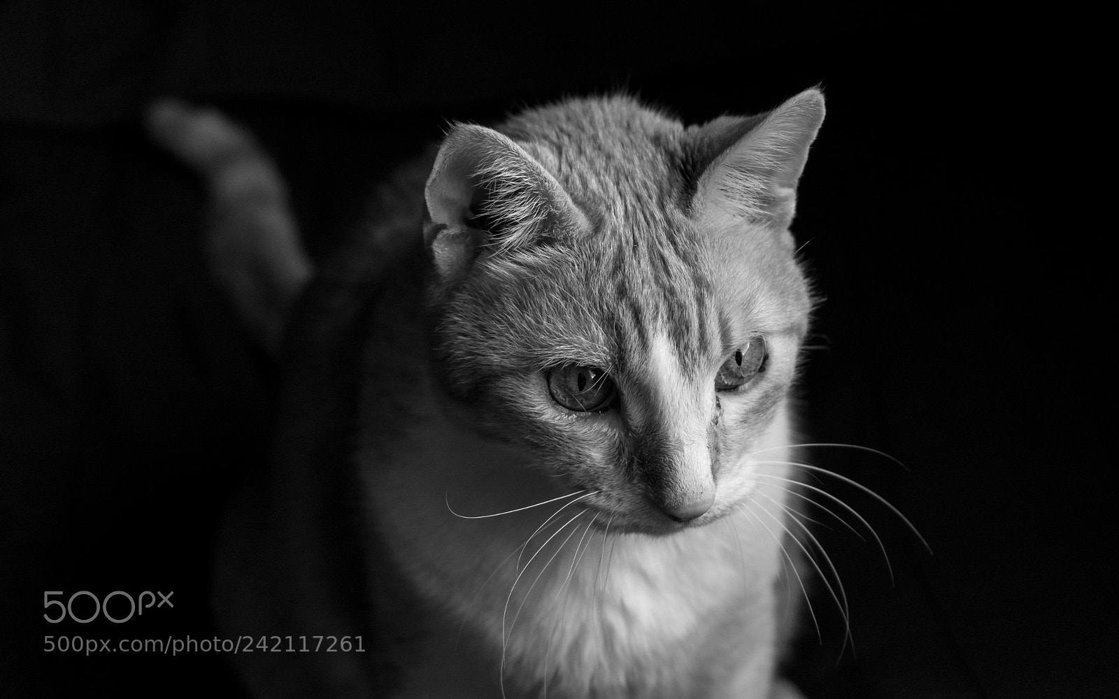 Sony a7 sample photo. Winnie! photography