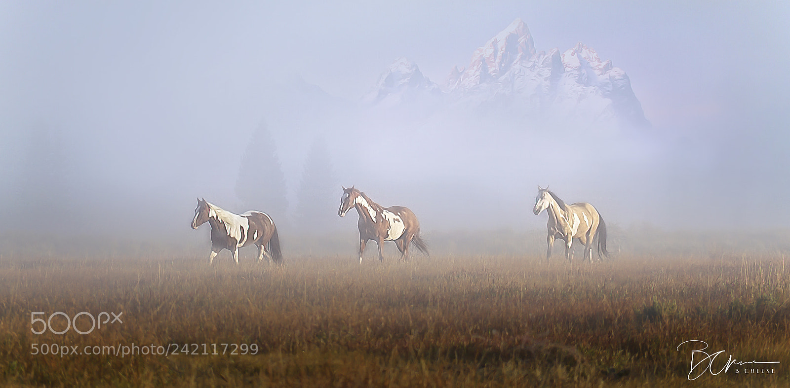 Canon EOS 7D sample photo. Horses in the fog photography