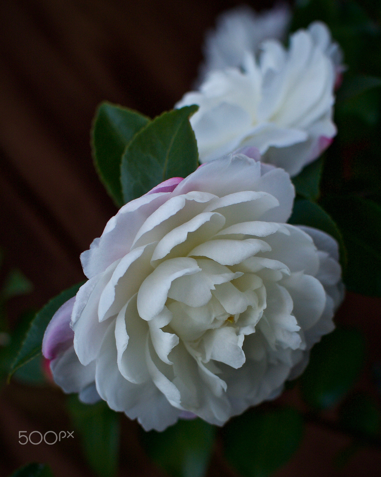 Nikon 1 J2 sample photo. Camillia sasanqua photography