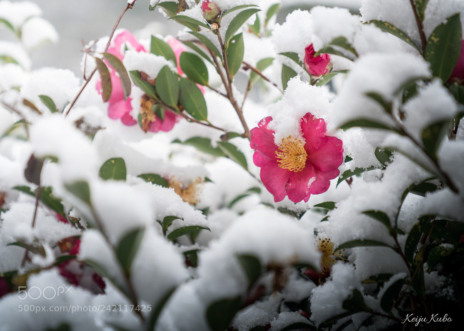 Sony a7R III sample photo. Camellia in snow photography