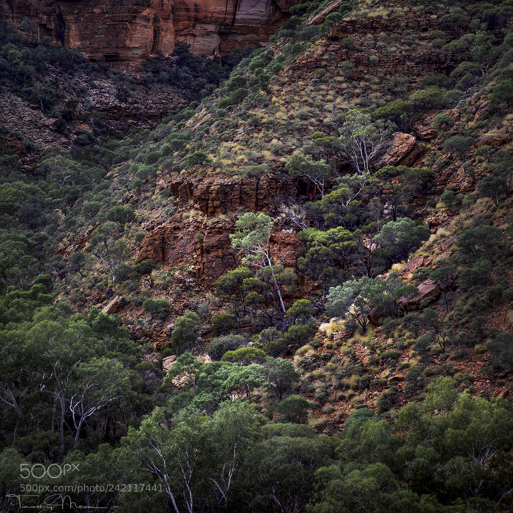 Sony DSC-RX100M5 sample photo. Kings canyon photography