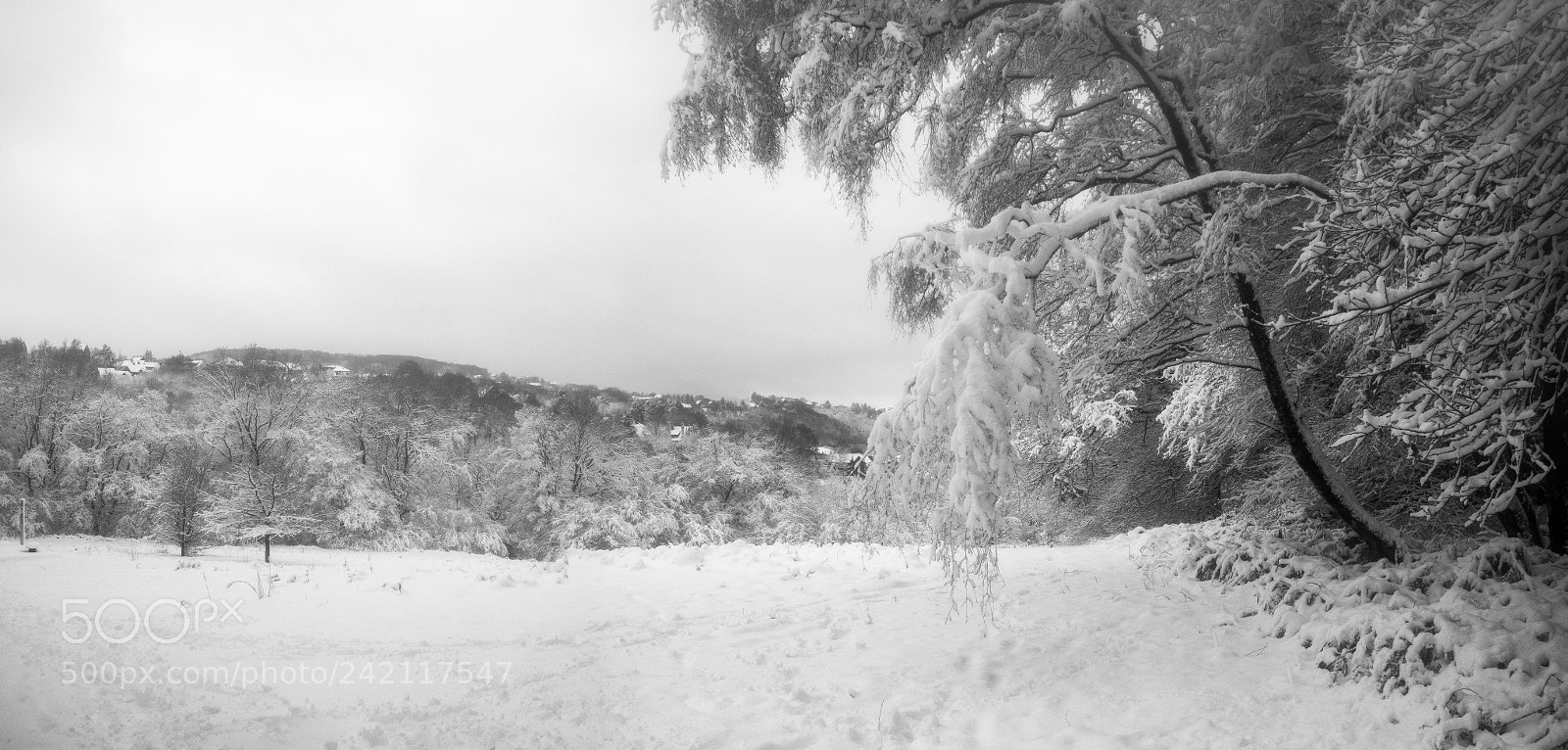 Olympus OM-D E-M10 sample photo. Snow heavy branches photography