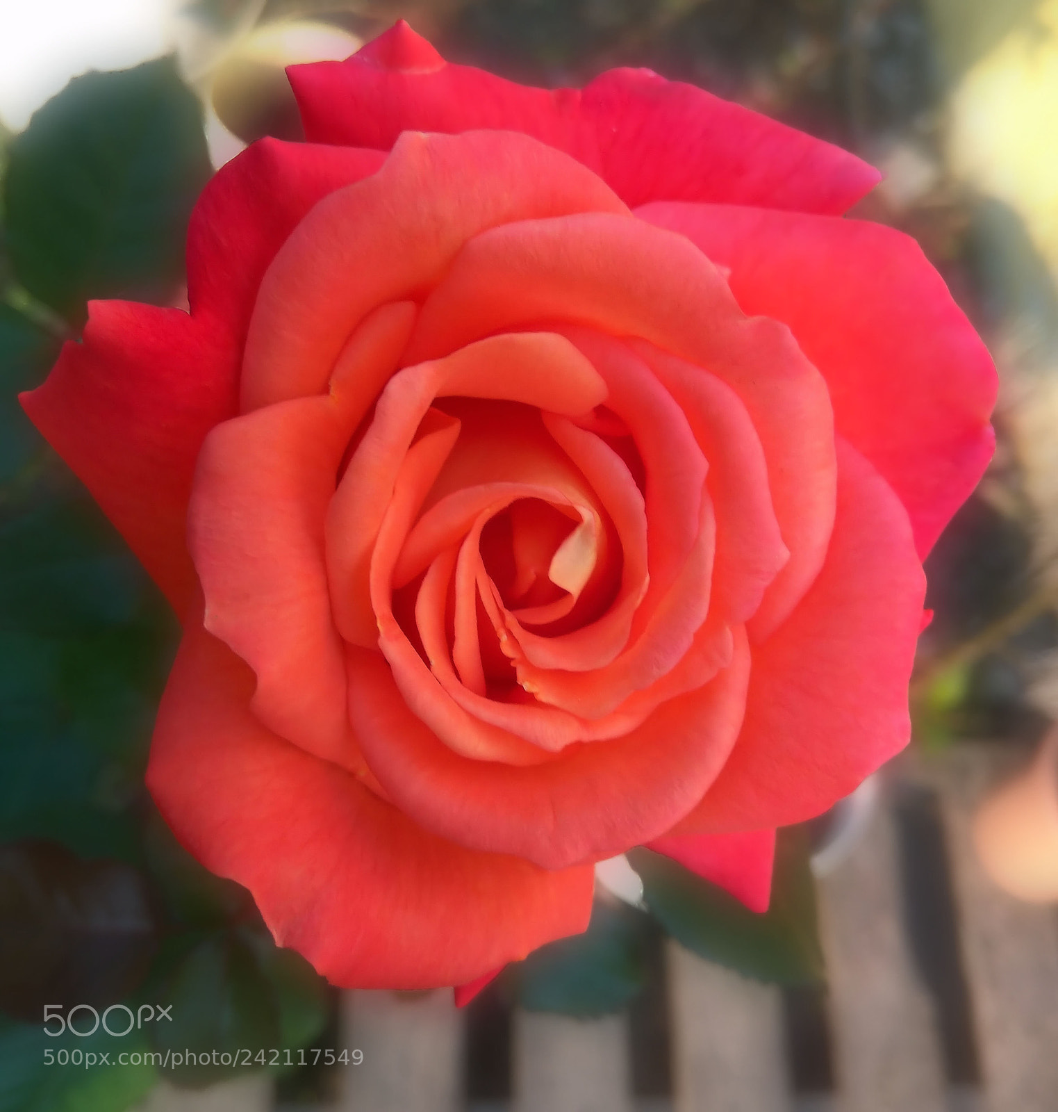 Xiaomi Redmi Note3 sample photo. Summer rose photography