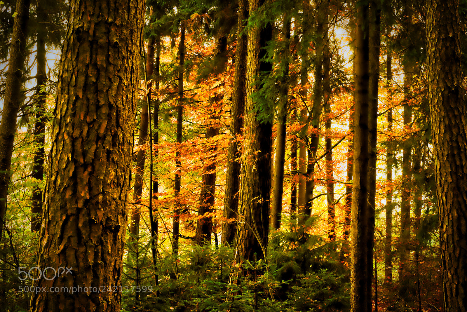 Sony a7 sample photo. Herbst photography