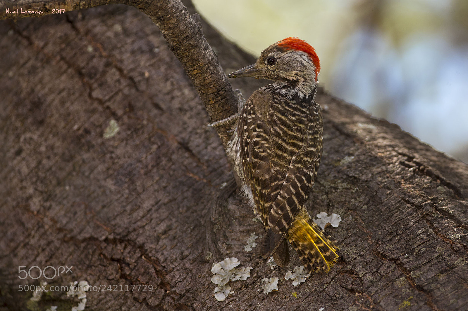 Canon EOS-1D X sample photo. Cardinal woodpecker photography