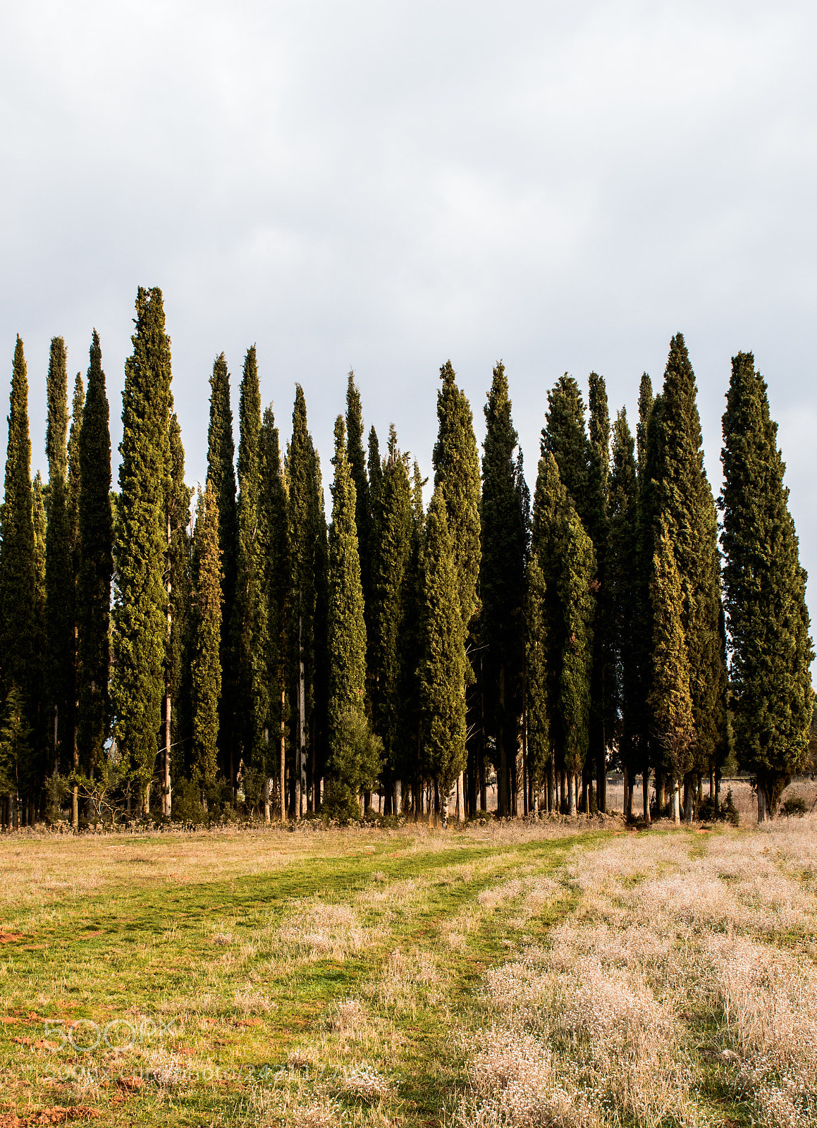 Nikon D3200 sample photo. Random forrest photography