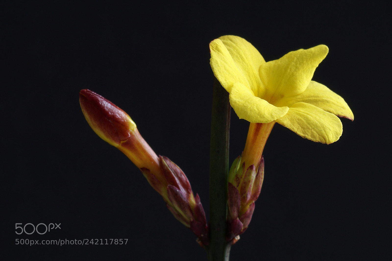 Sony ILCA-77M2 sample photo. Jasminum photography