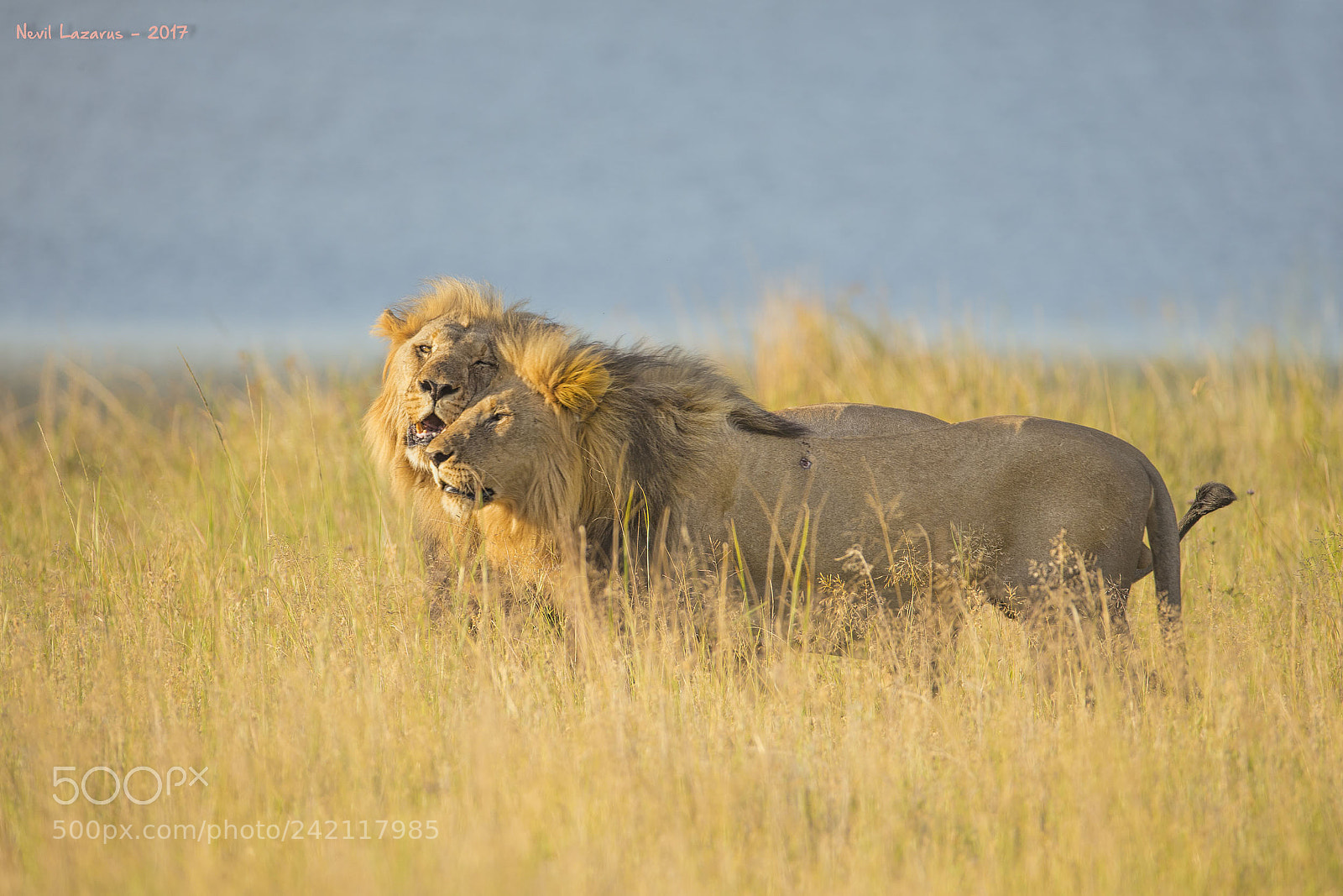 Canon EOS-1D X sample photo. Male lions in pilanesberg photography