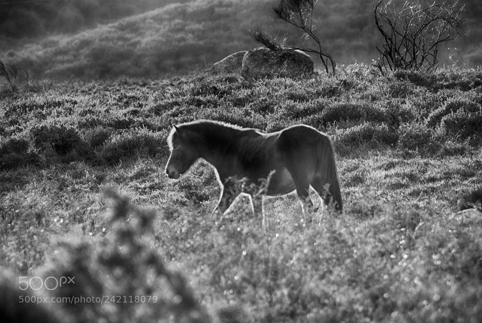 Nikon D80 sample photo. Wild horses 2 photography