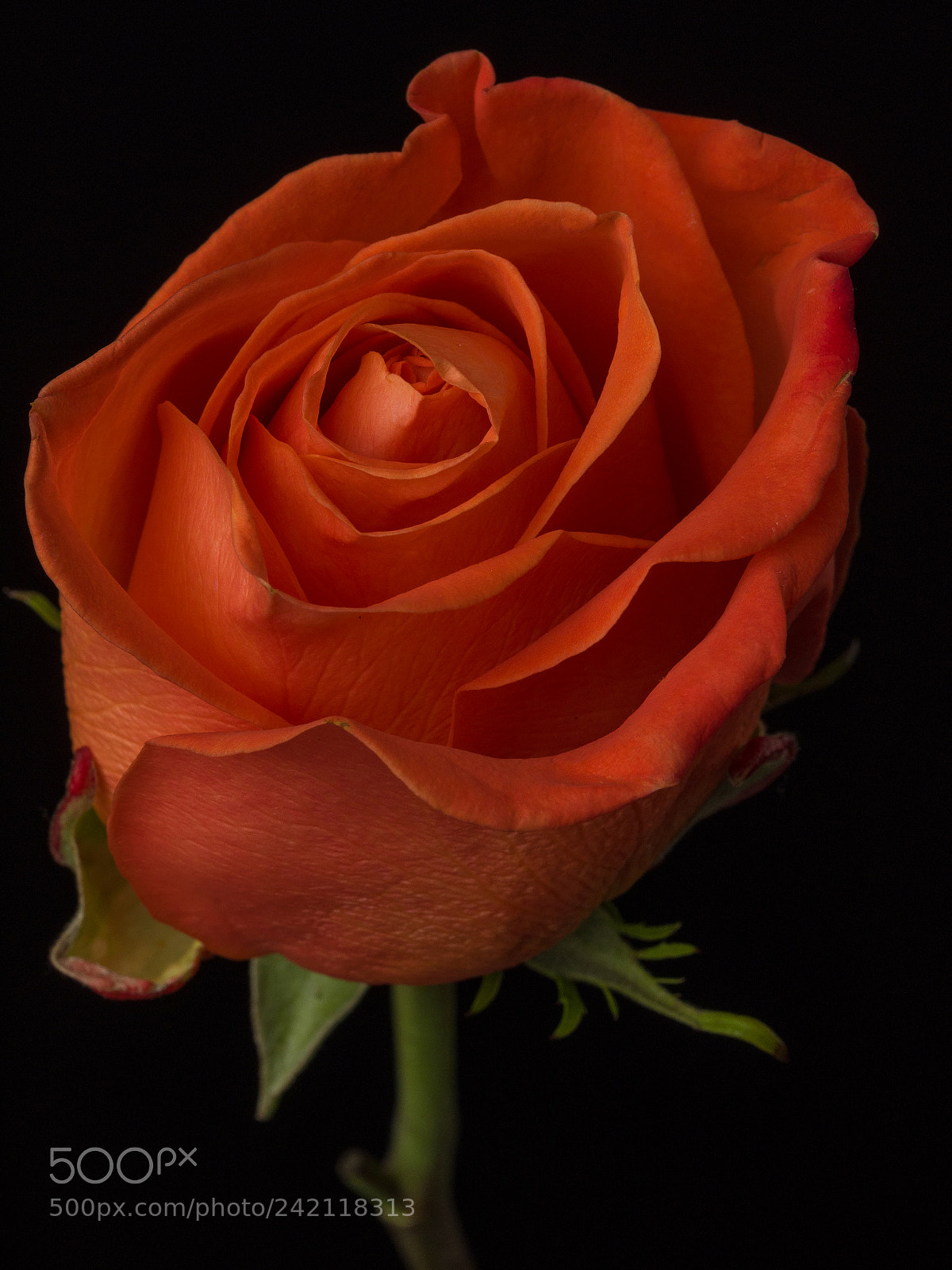 Olympus OM-D E-M1 sample photo. Rose 08 photography