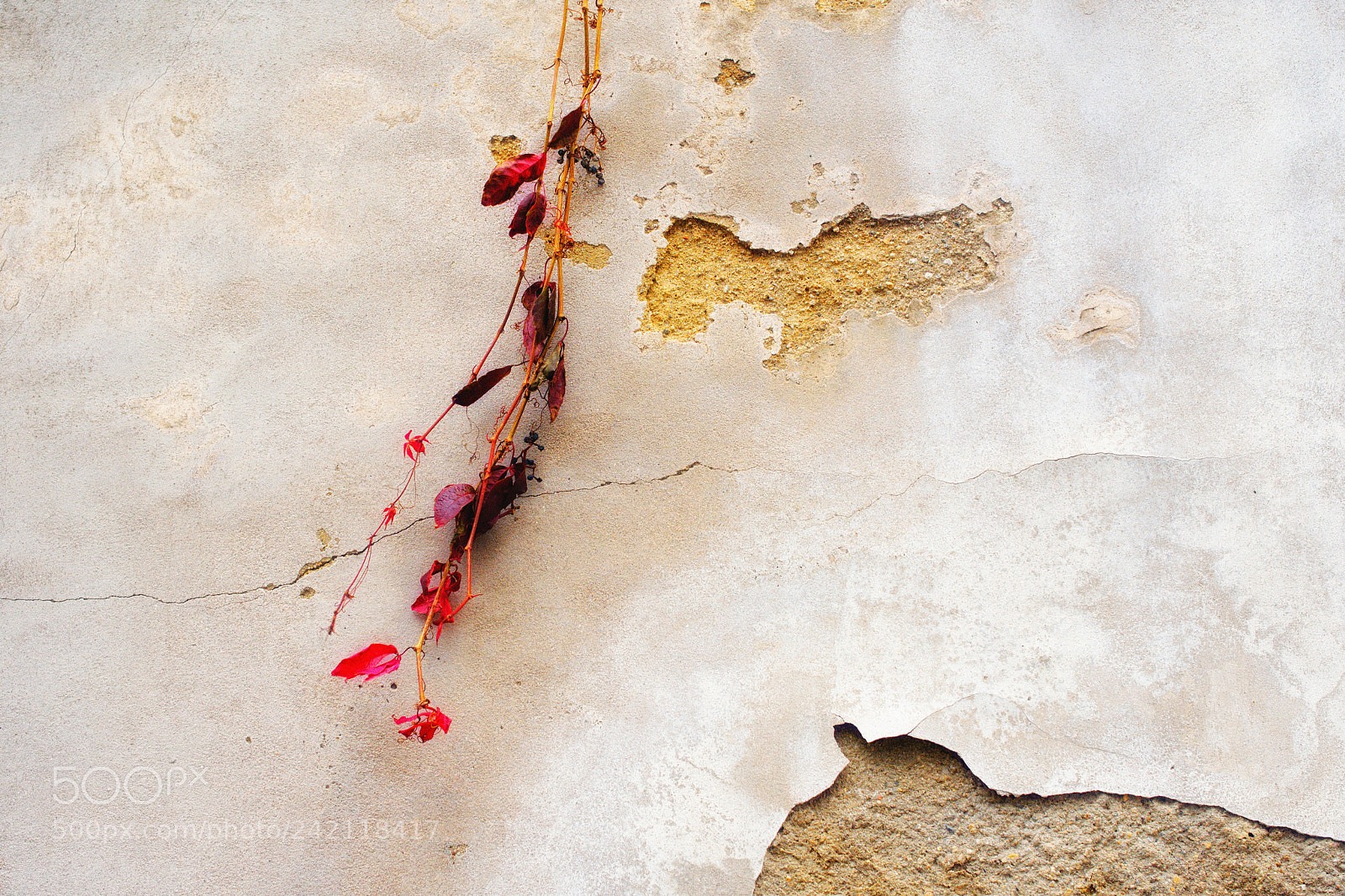 Nikon D7200 sample photo. Autumn wall photography