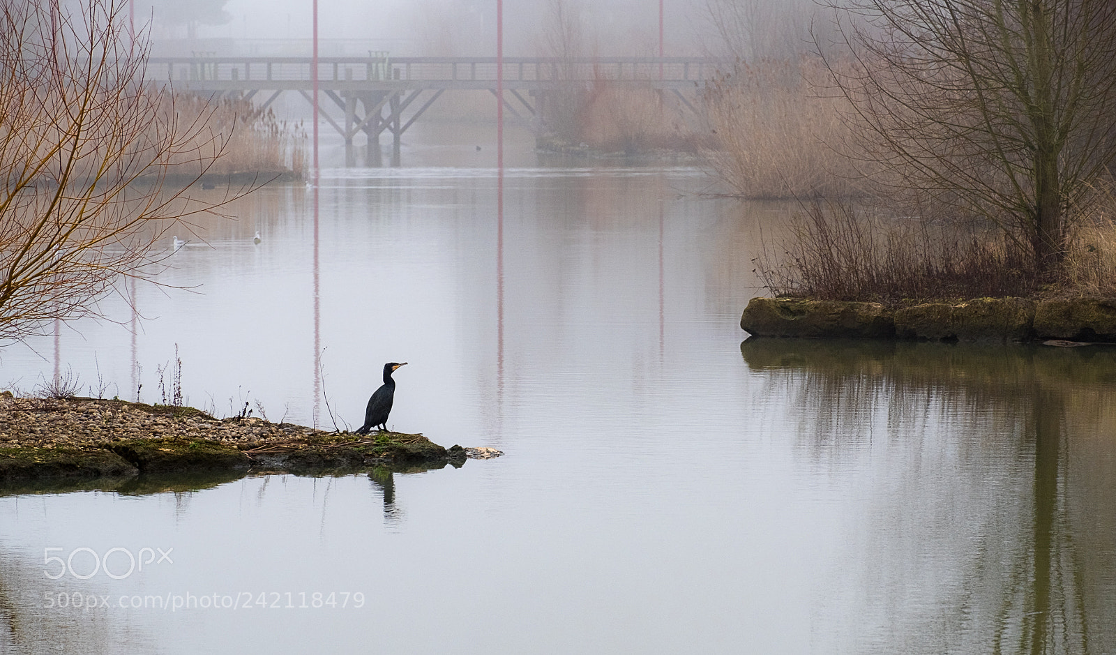 Fujifilm X-T20 sample photo. Great cormorant photography