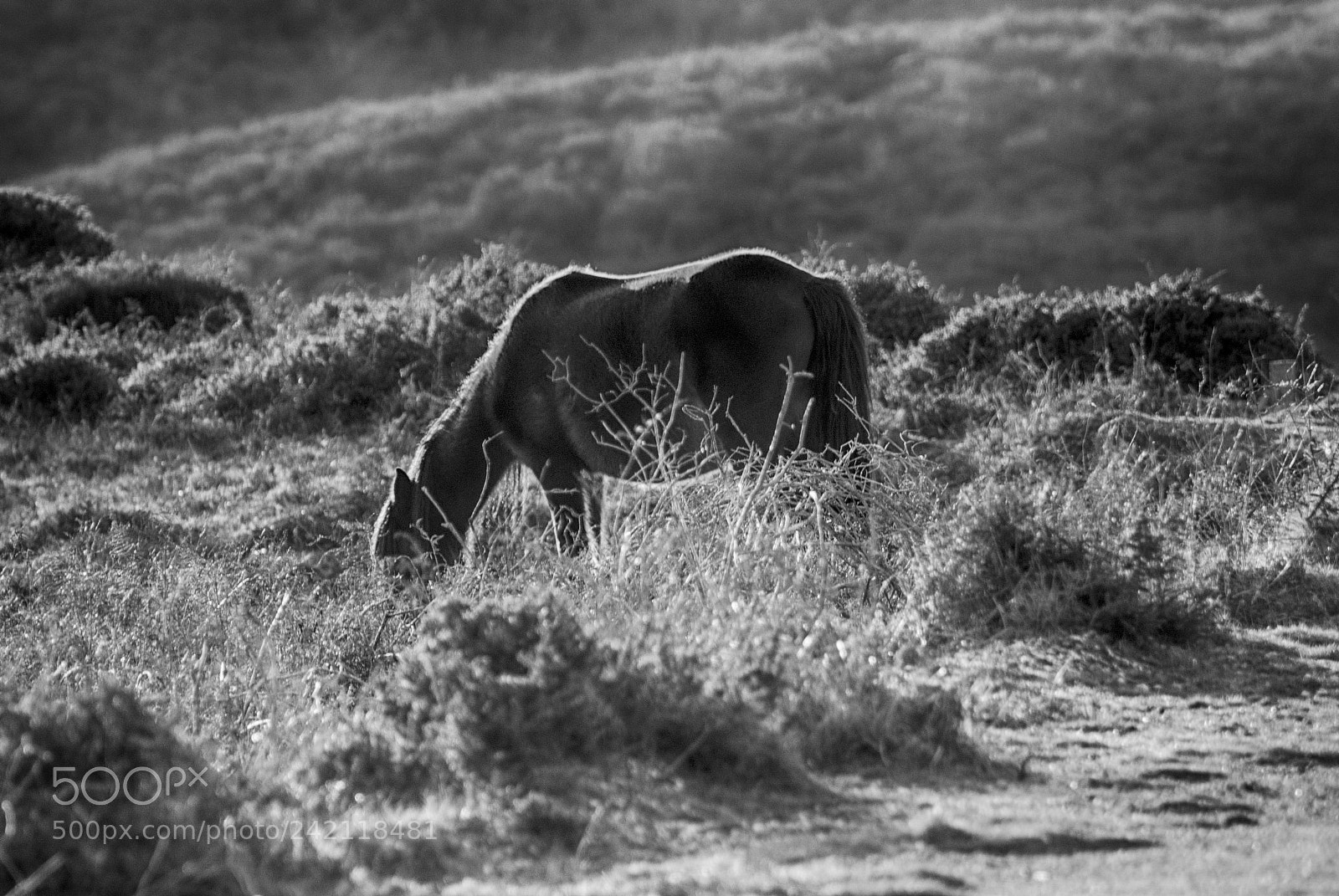 Nikon D80 sample photo. Wild horses 3 photography