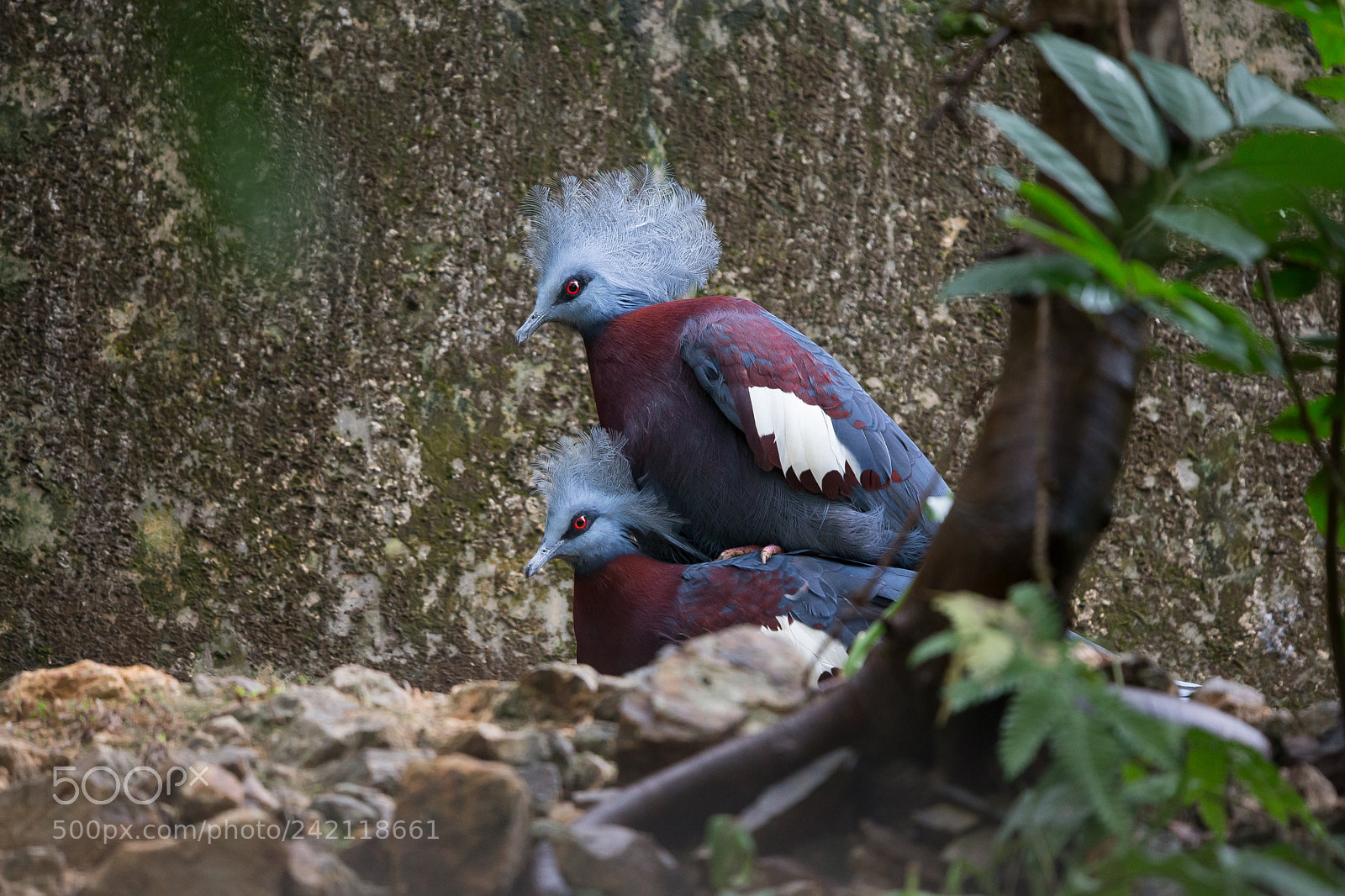 Canon EOS-1D X sample photo. Maroon-breasted crowned pigeon photography