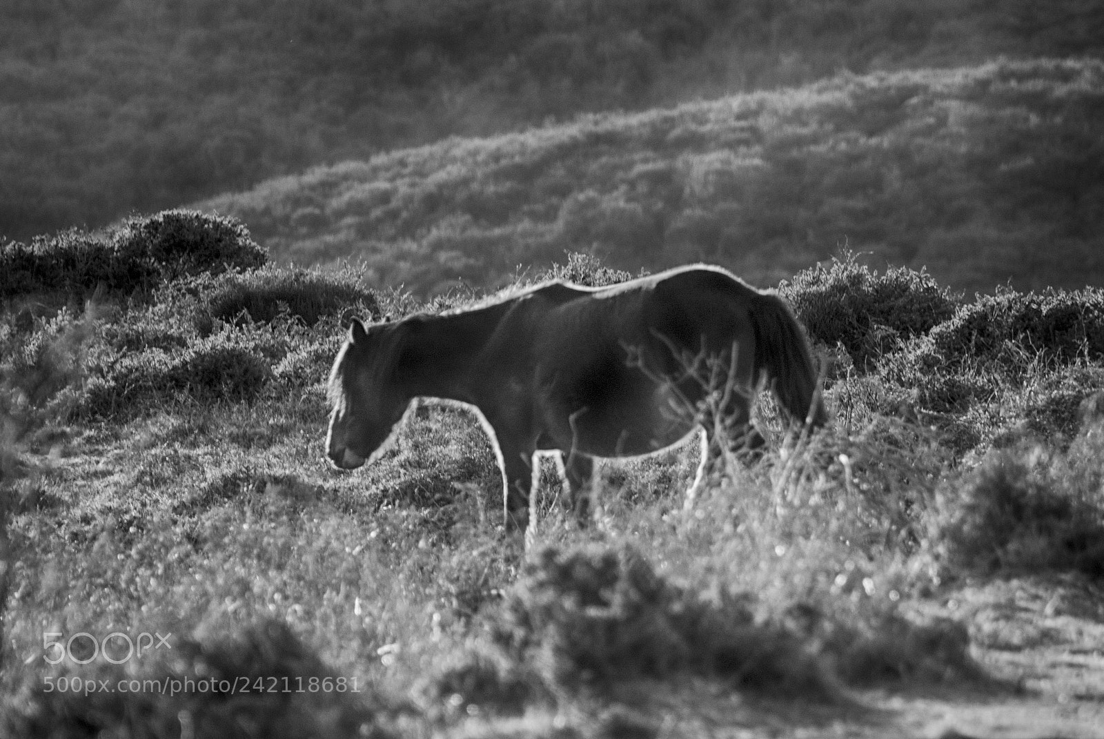 Nikon D80 sample photo. Wild horses 4 photography