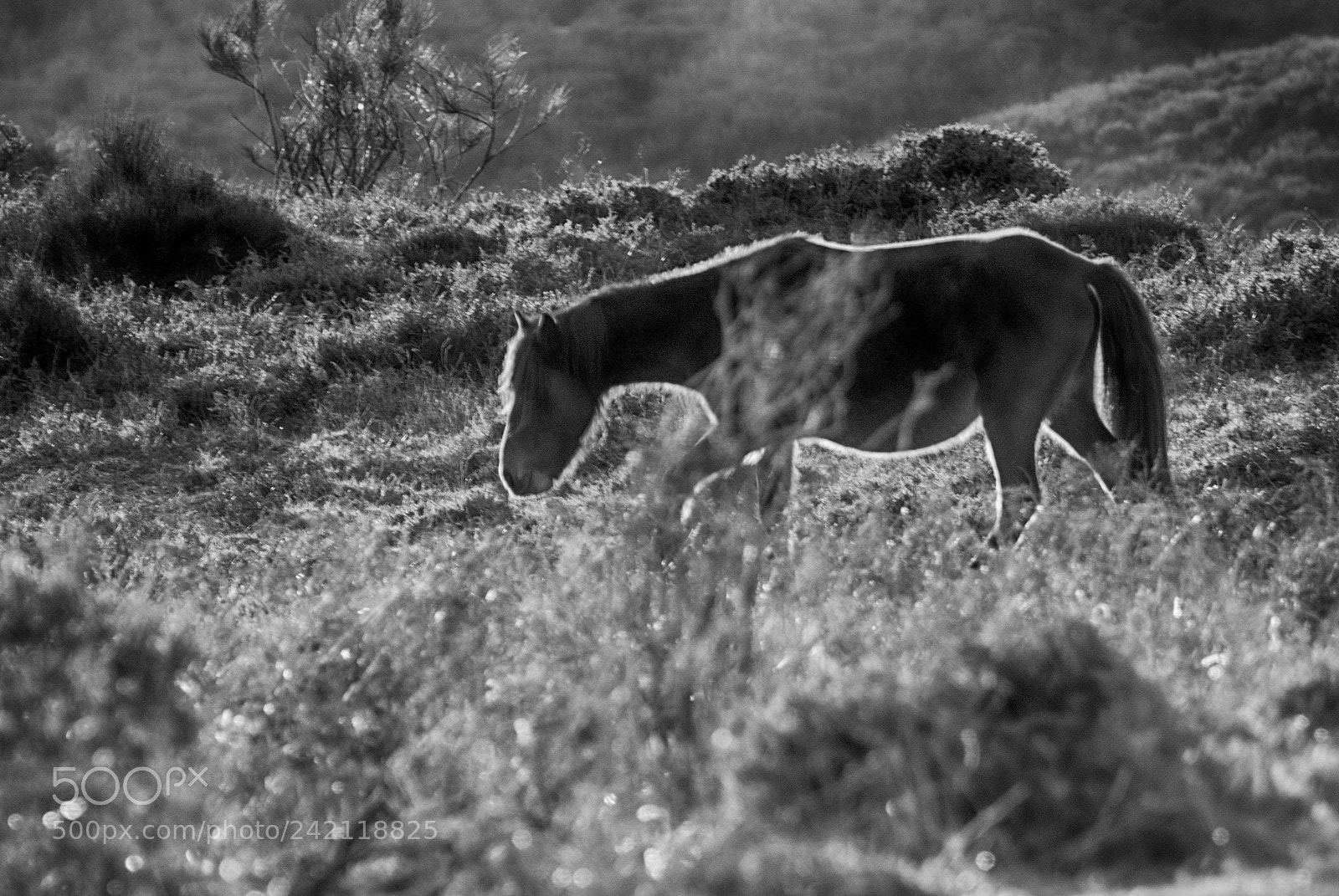 Nikon D80 sample photo. Wild horses 5 photography