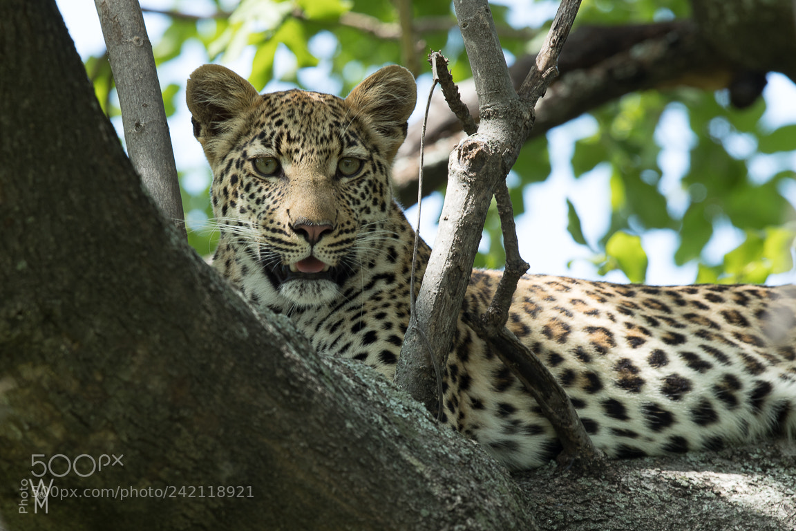 Canon EOS-1D X Mark II sample photo. Leopard photography