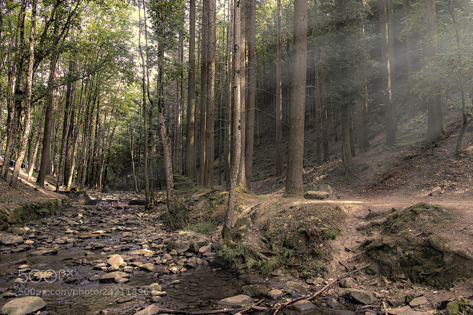 Canon EOS 7D Mark II sample photo. Paradise forest photography