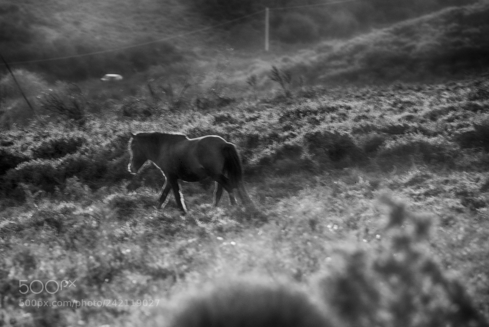 Nikon D80 sample photo. Wild horses 6 photography